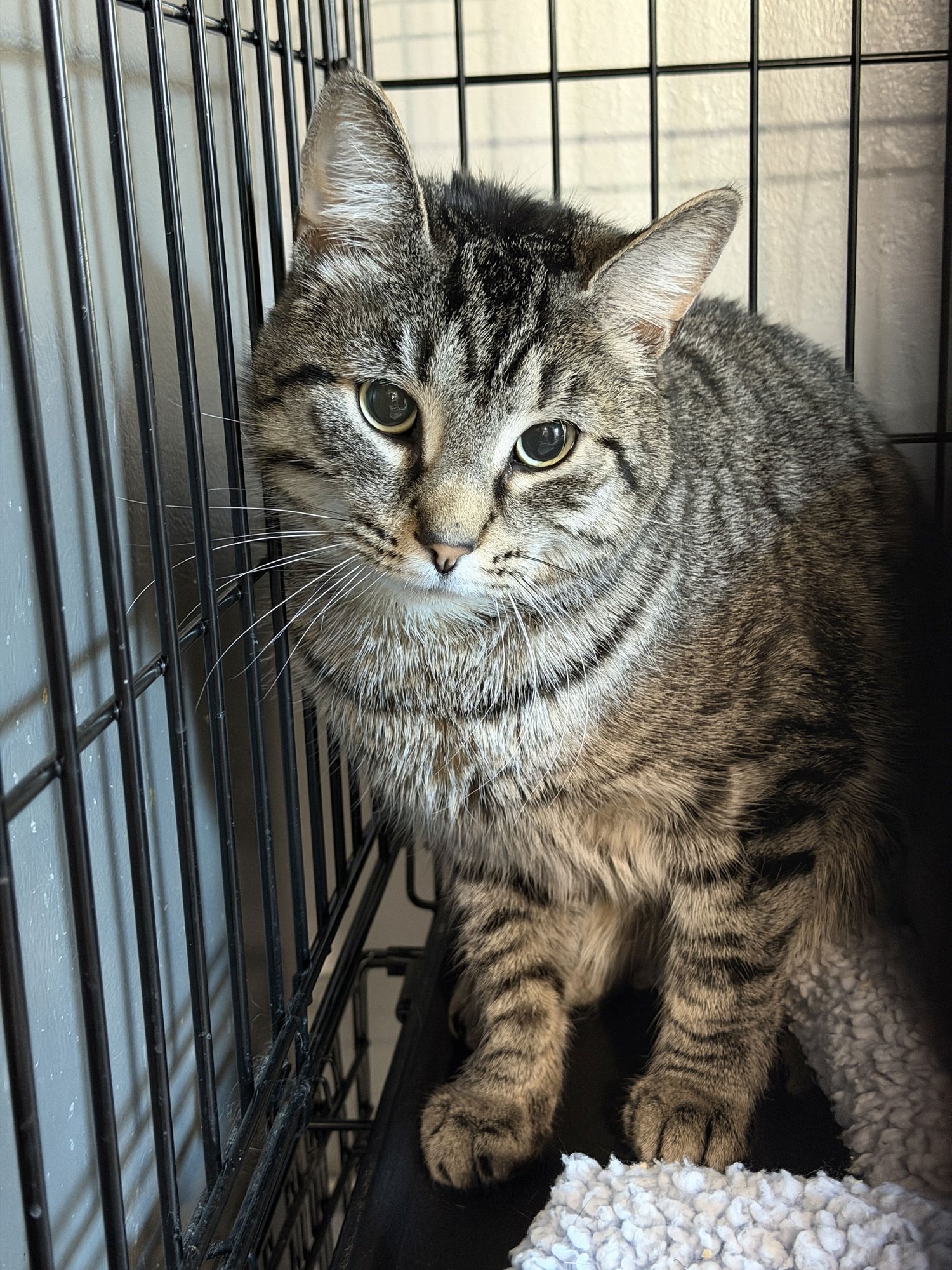 UPLAND - Domestic Short Hair available for adoption