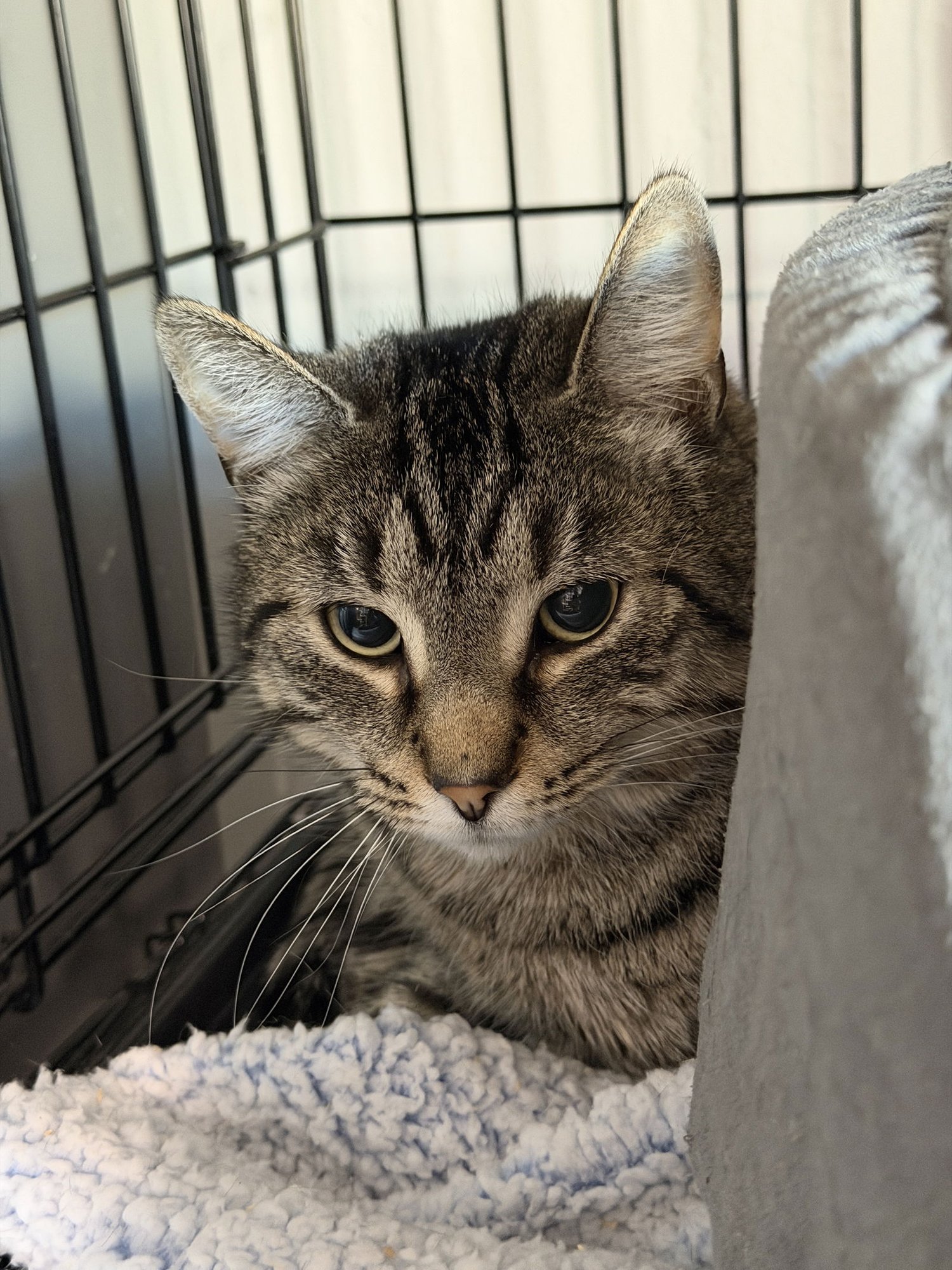 UPLAND - Domestic Short Hair available for adoption