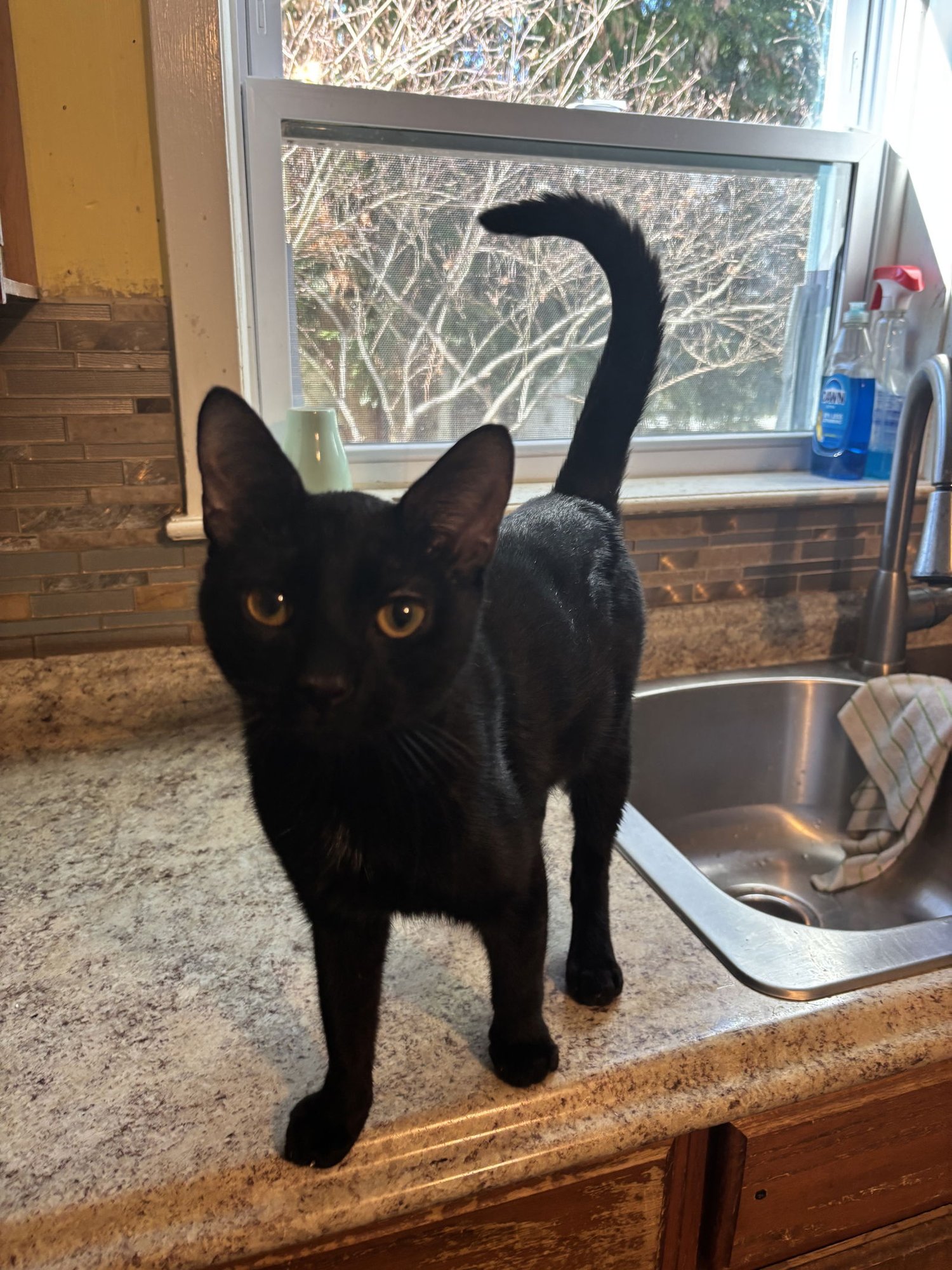 RORY - Domestic Short Hair available for adoption