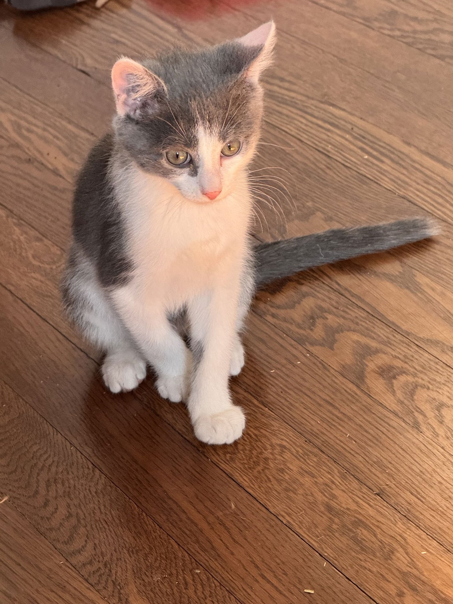 PAVE - Domestic Short Hair available for adoption