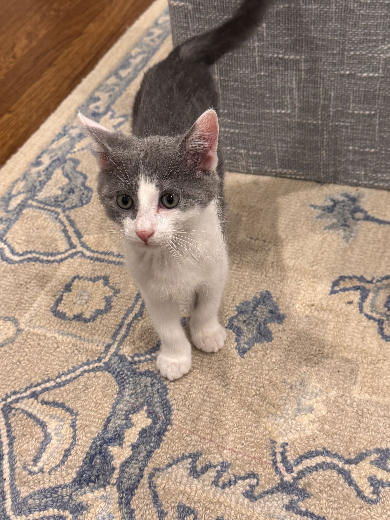 PAVE - Domestic Short Hair available for adoption