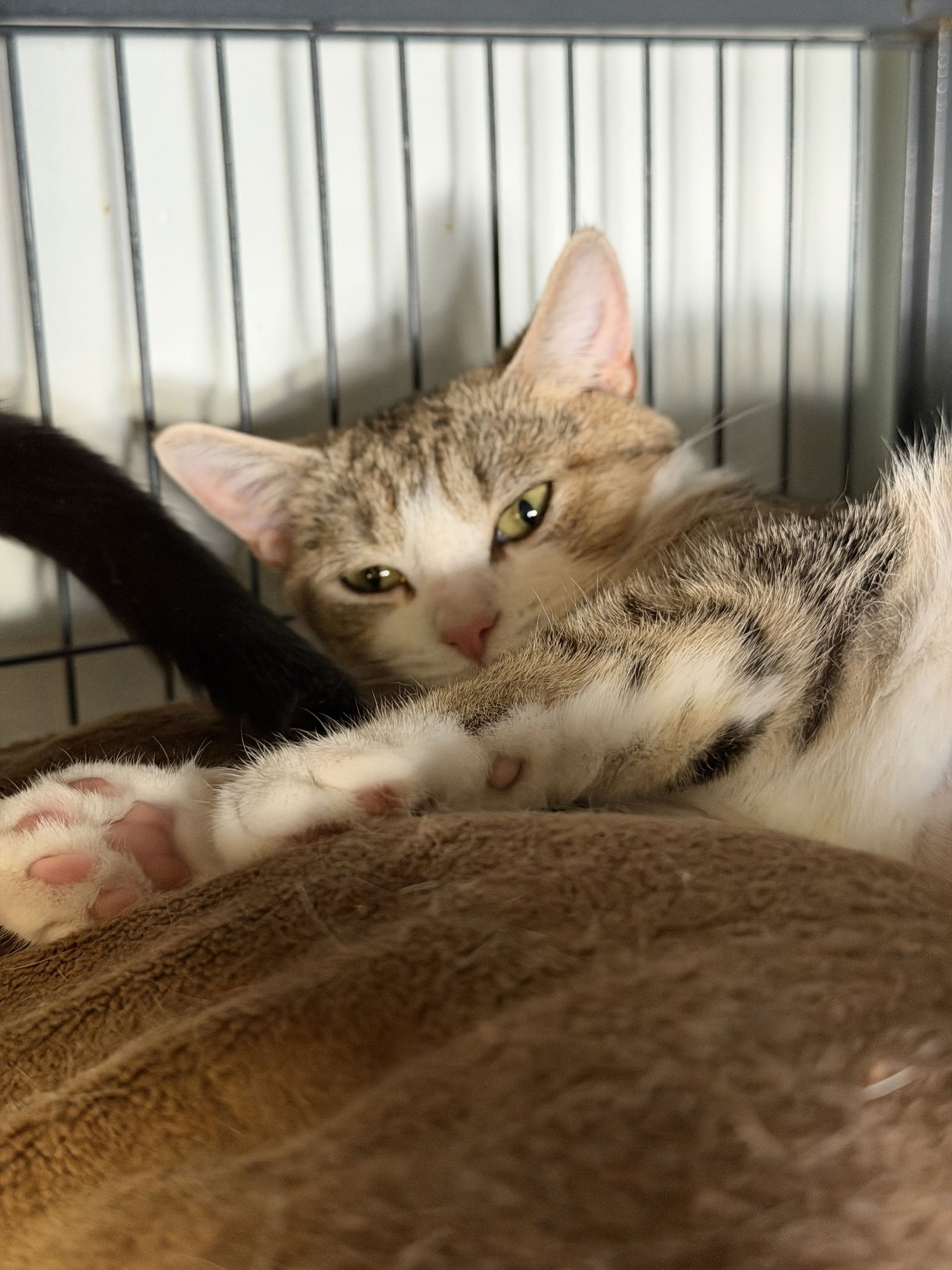 MILLY - Domestic Short Hair available for adoption