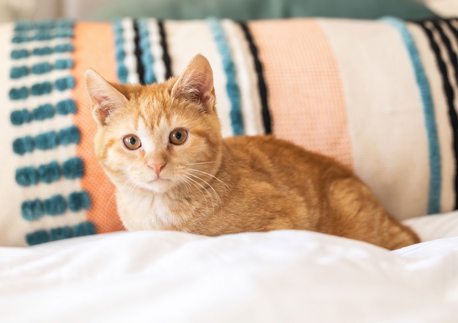 MILO - Domestic Short Hair available for adoption