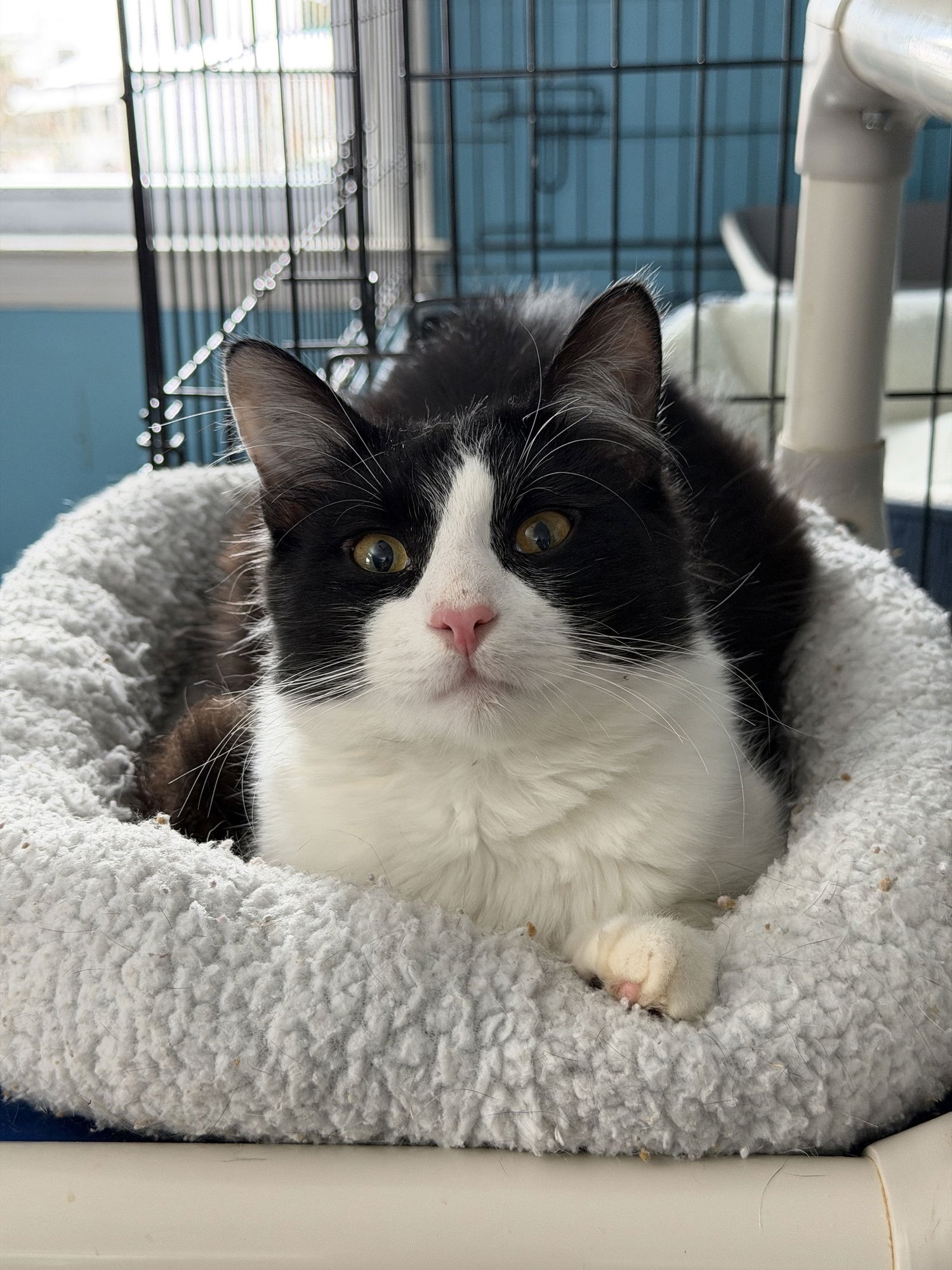 NIKO - Domestic Short Hair available for adoption