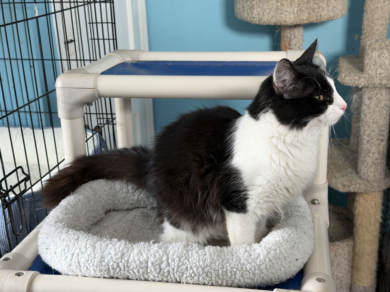 NIKO - Domestic Short Hair available for adoption