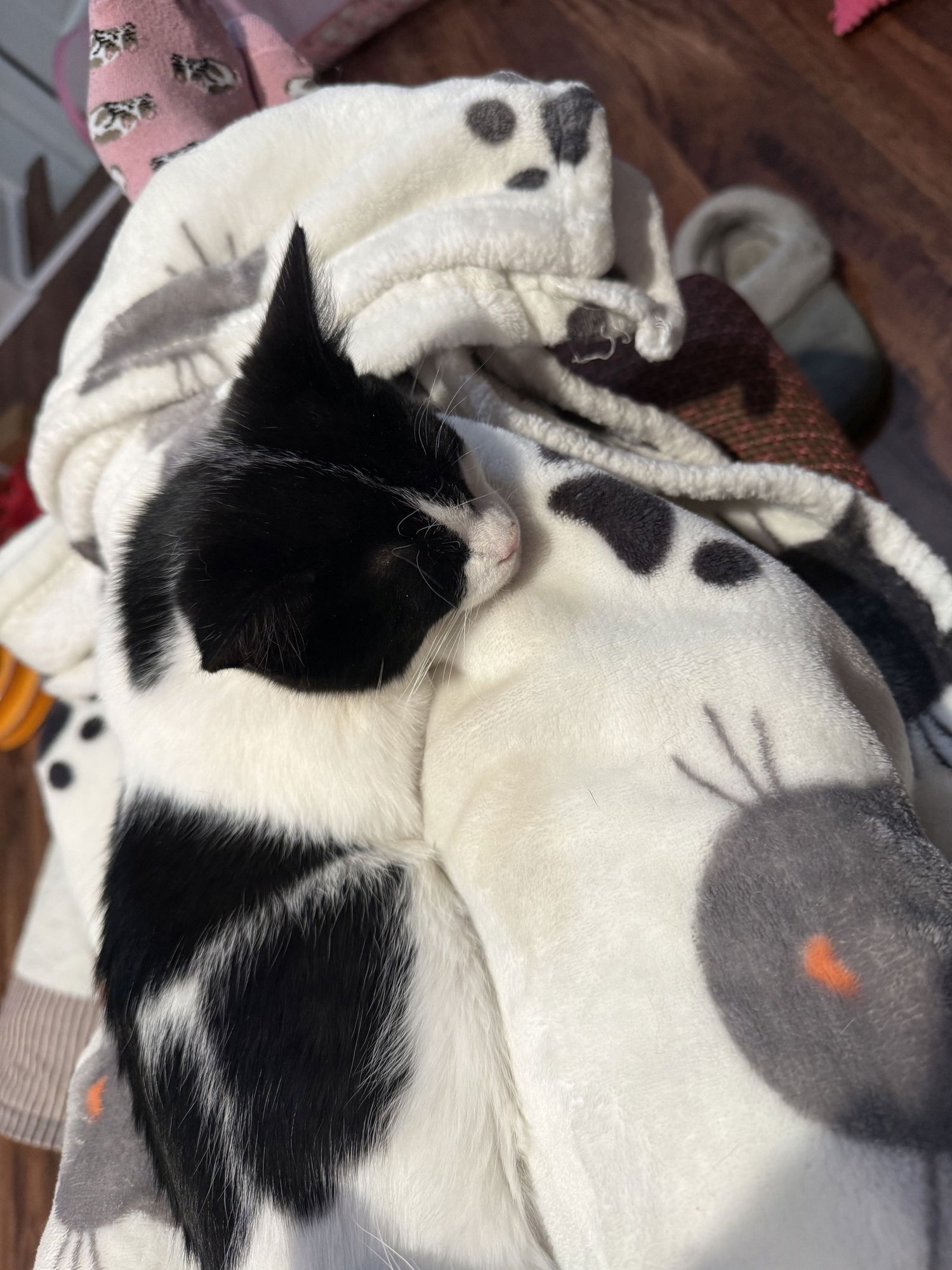 TUNE TUNE - Domestic Short Hair available for adoption