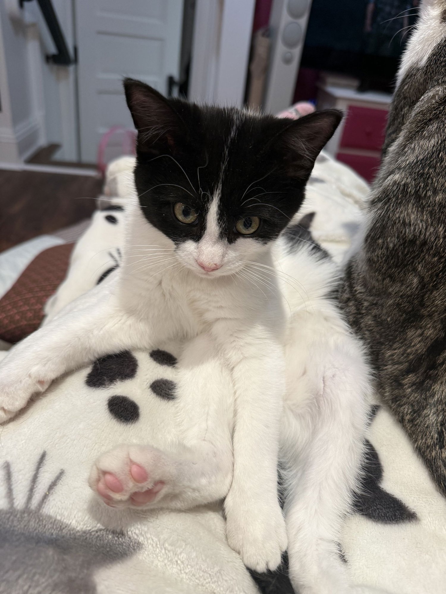 TUNE TUNE - Domestic Short Hair available for adoption