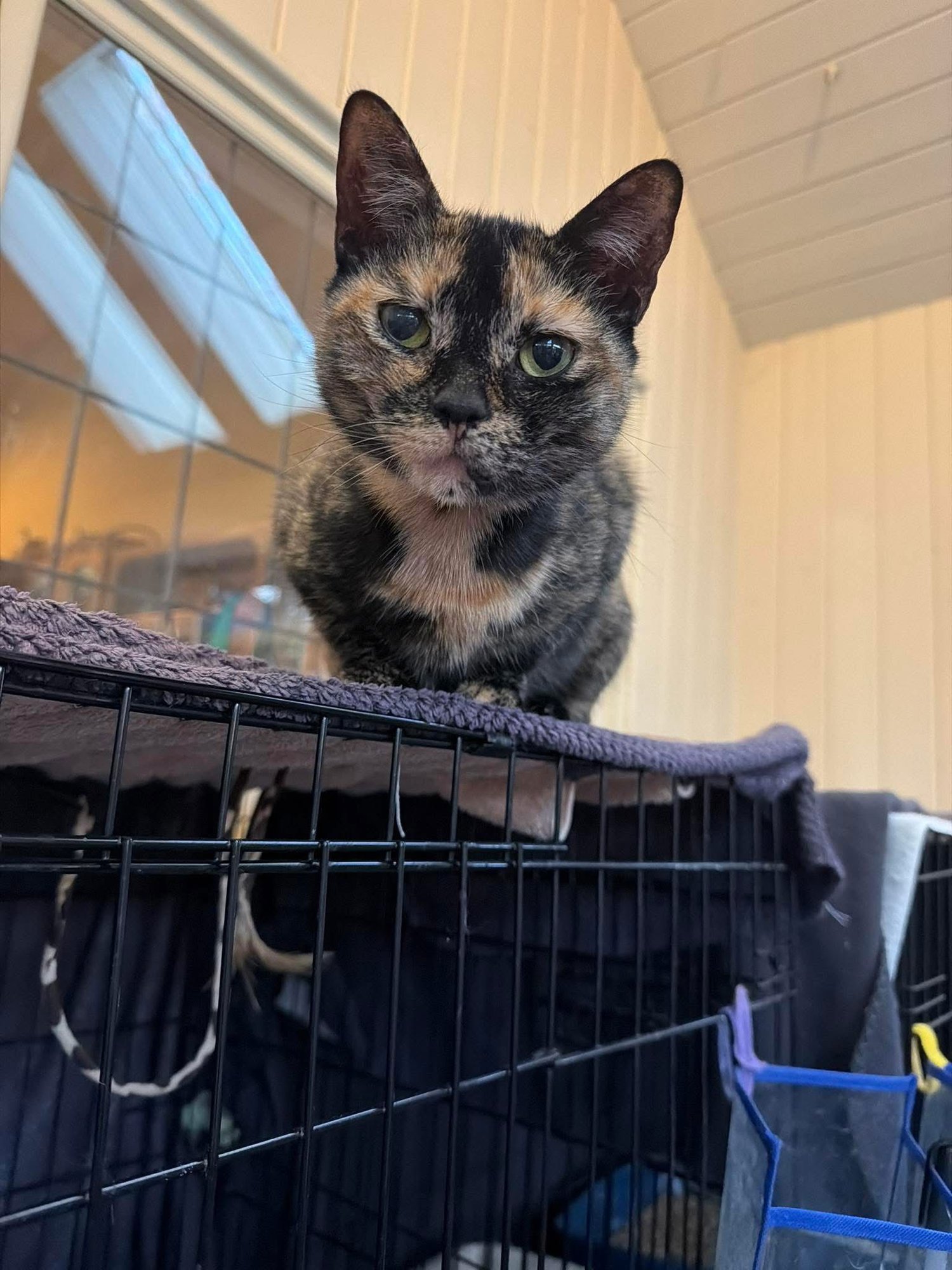 AUTUMN - Domestic Short Hair available for adoption