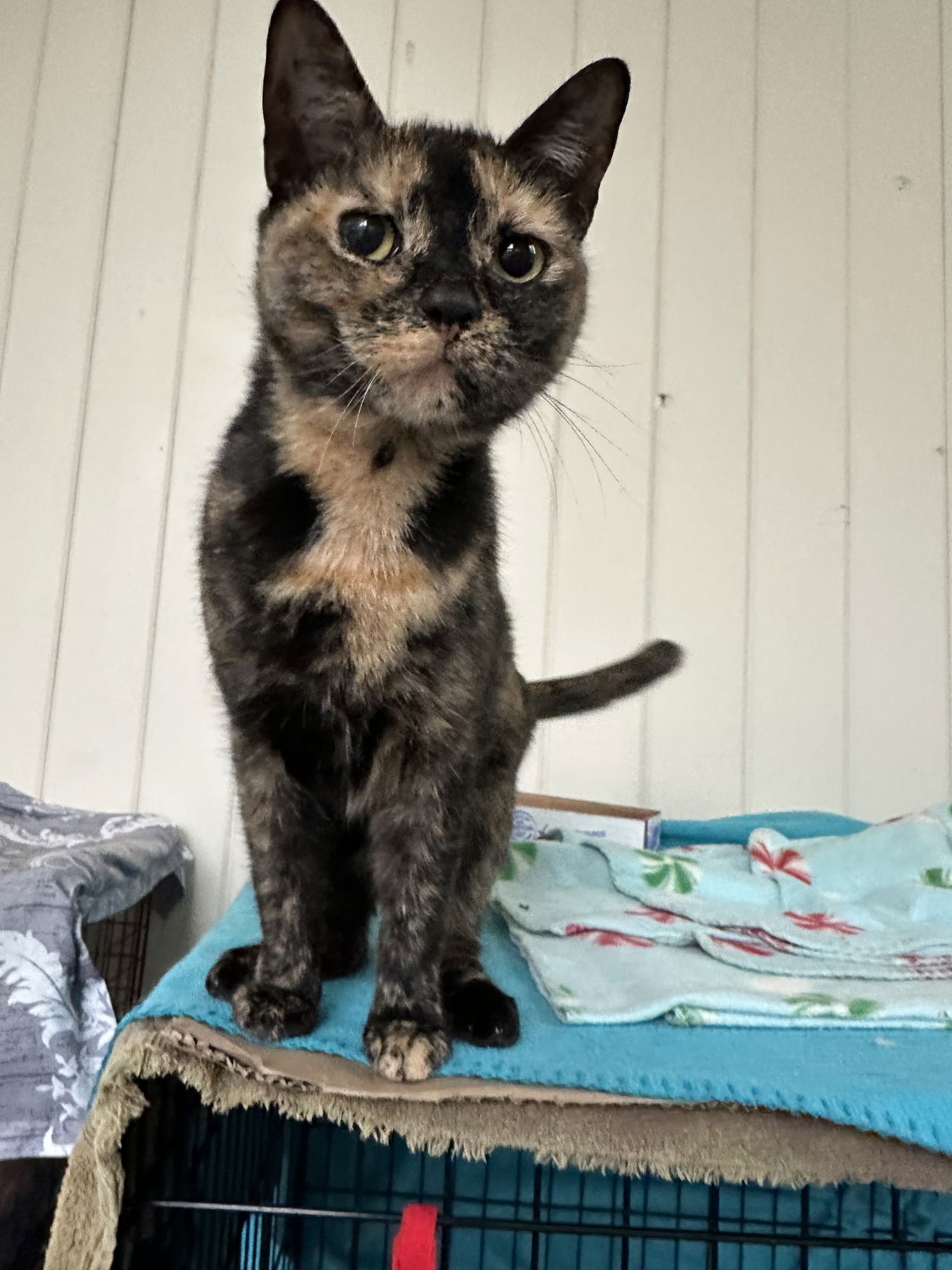 AUTUMN - Domestic Short Hair available for adoption