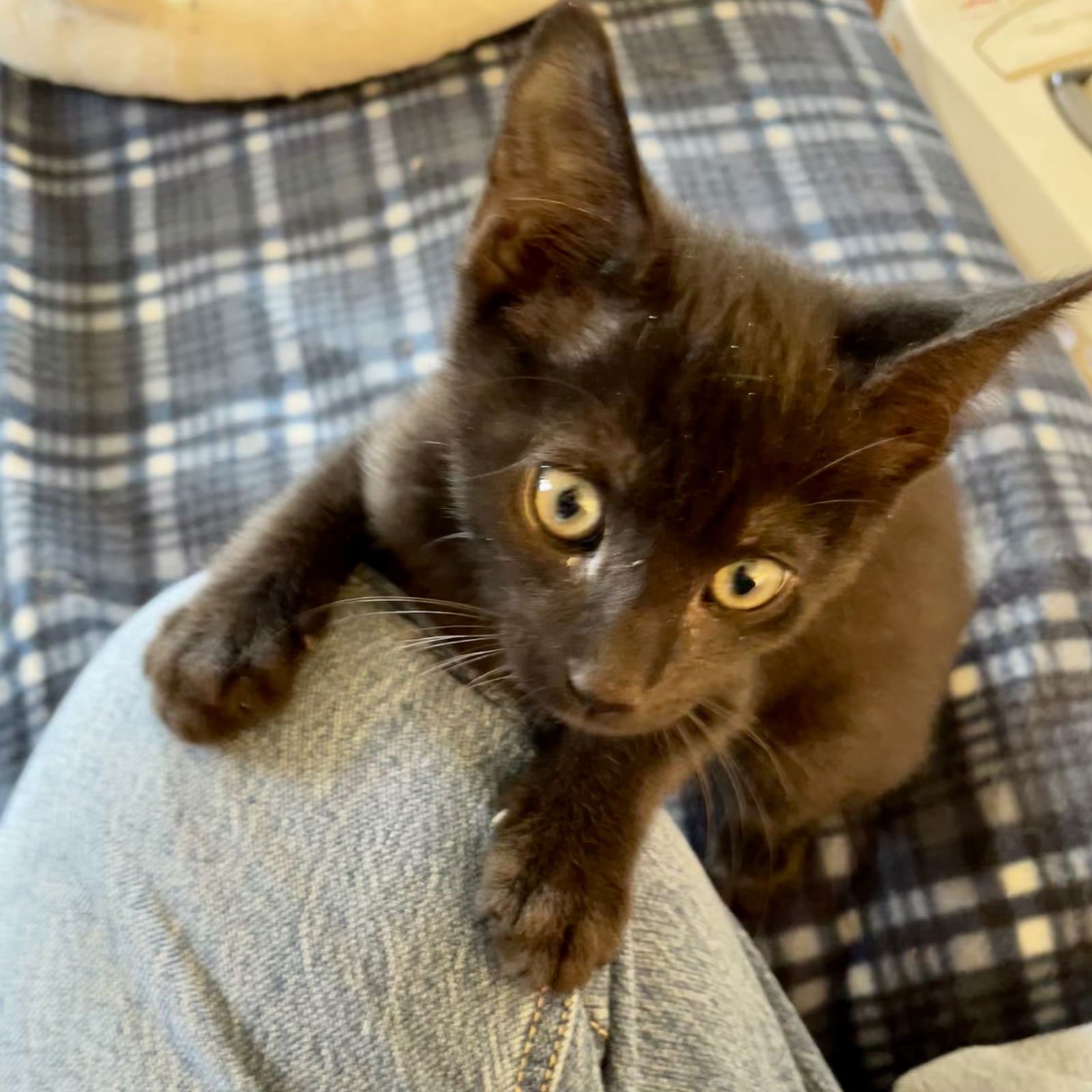 LITTLE BEAR - Domestic Short Hair available for adoption