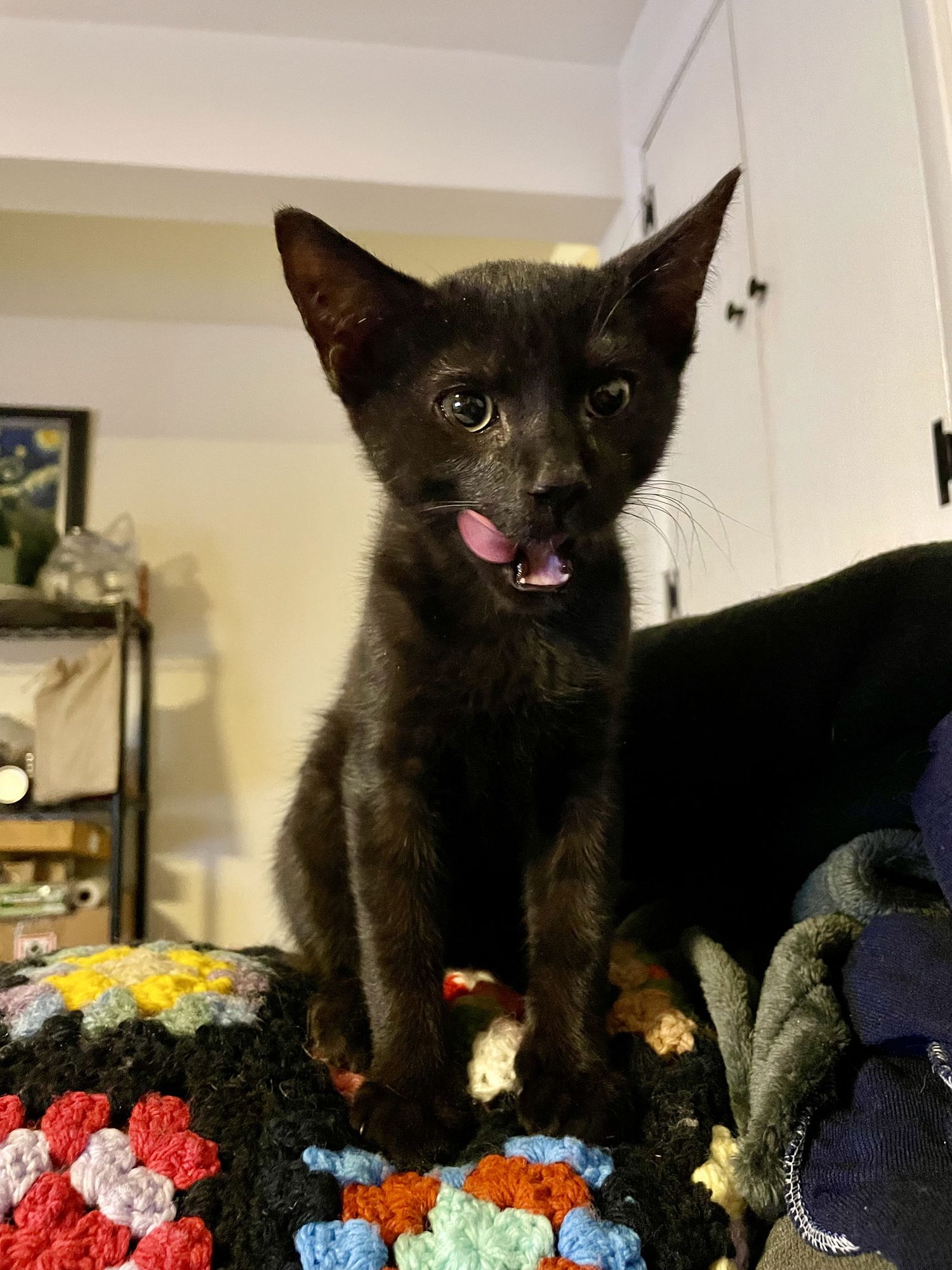 LITTLE BEAR - Domestic Short Hair available for adoption