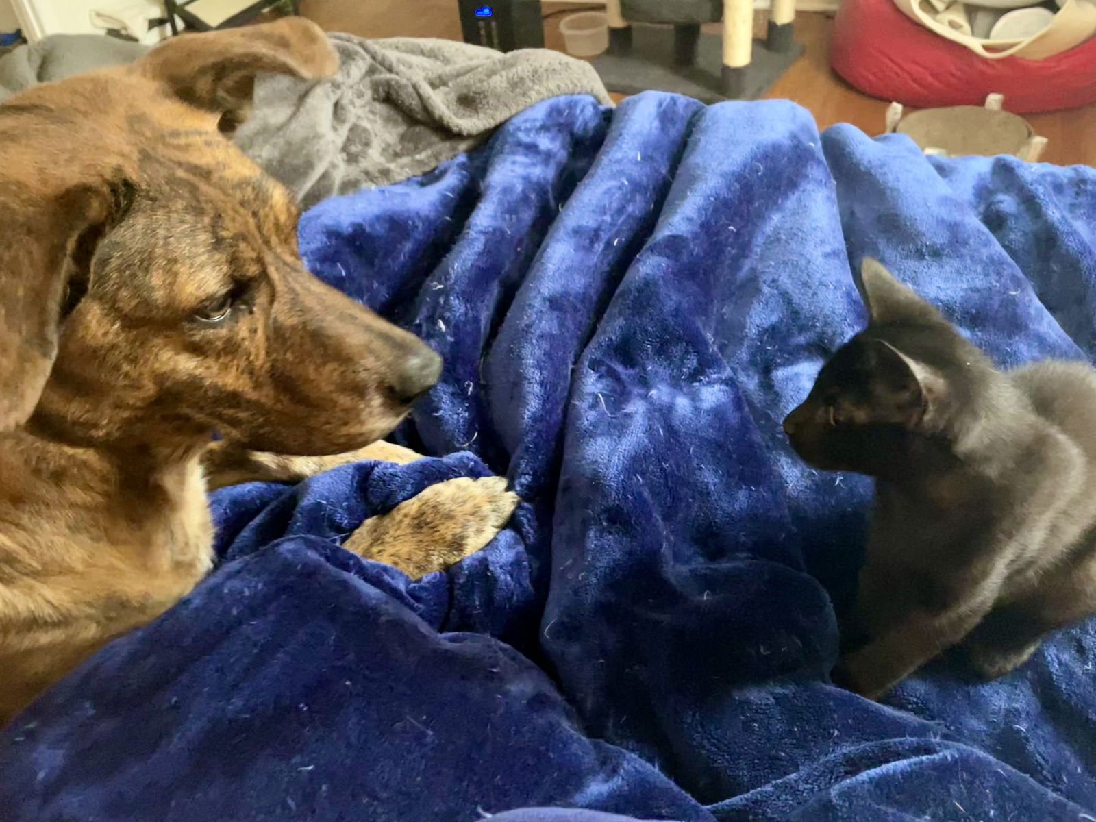 Little Bear - Photo 3