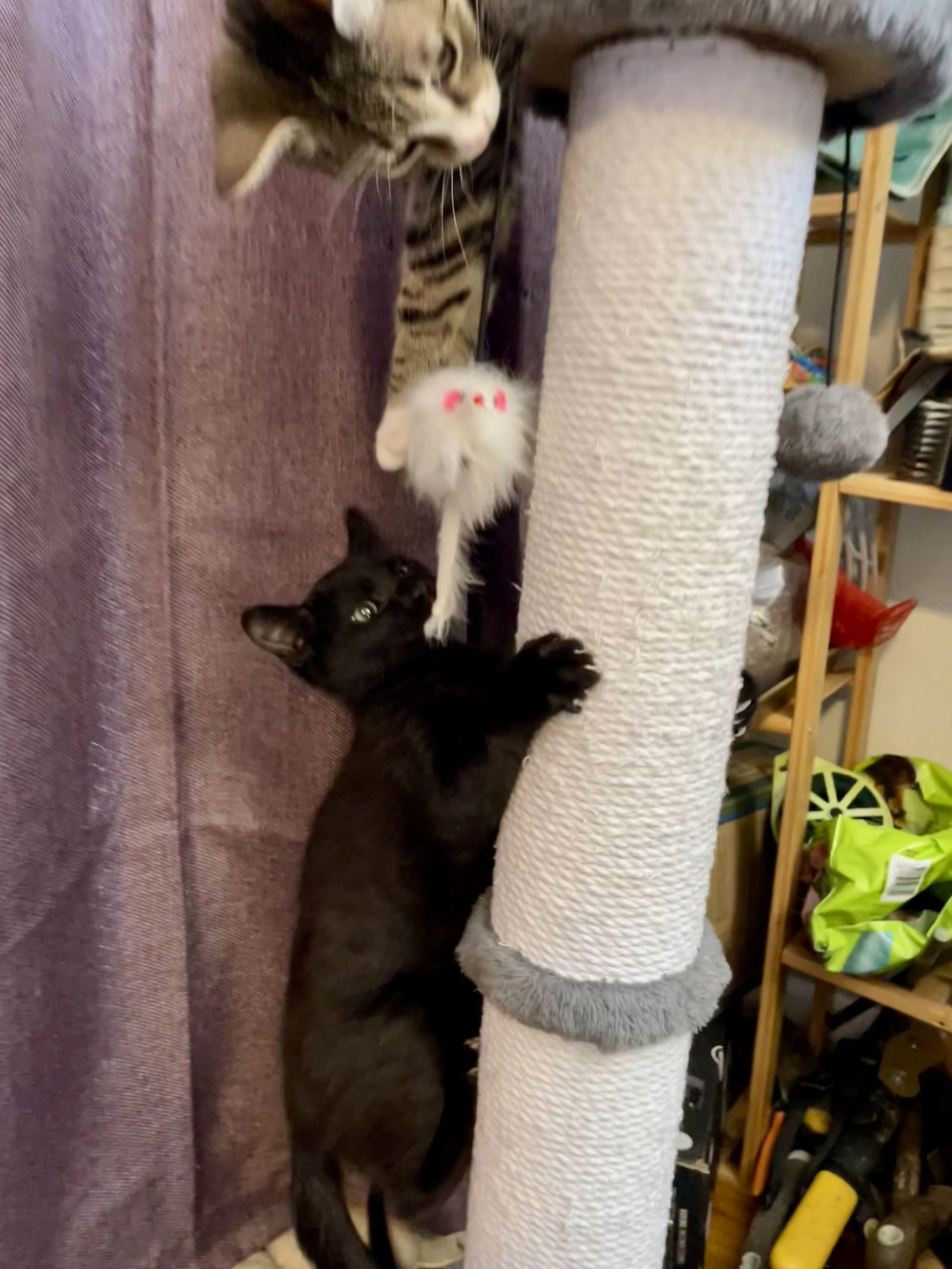 Little Bear - Photo 4