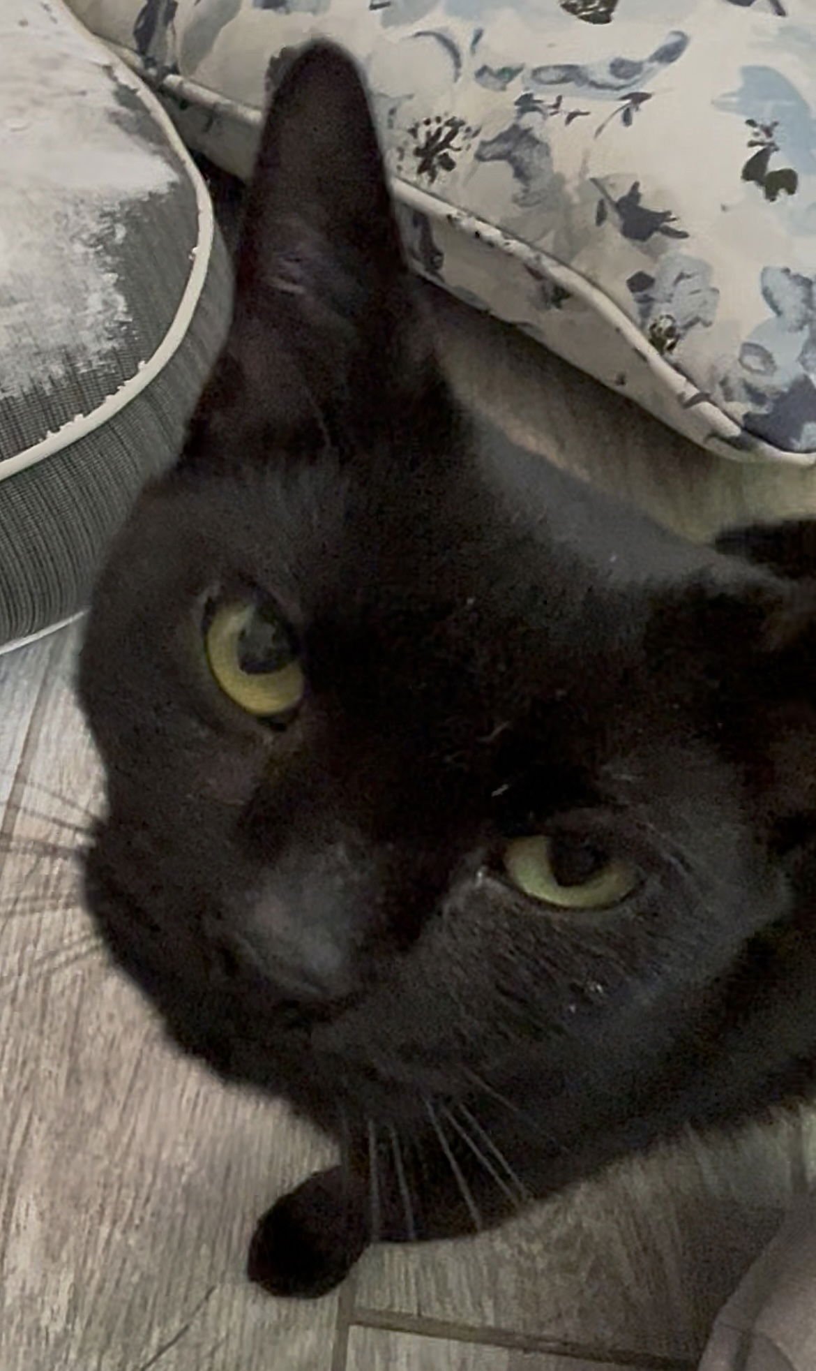 COURTESY LIST:  MOGLI - Domestic Short Hair available for adoption