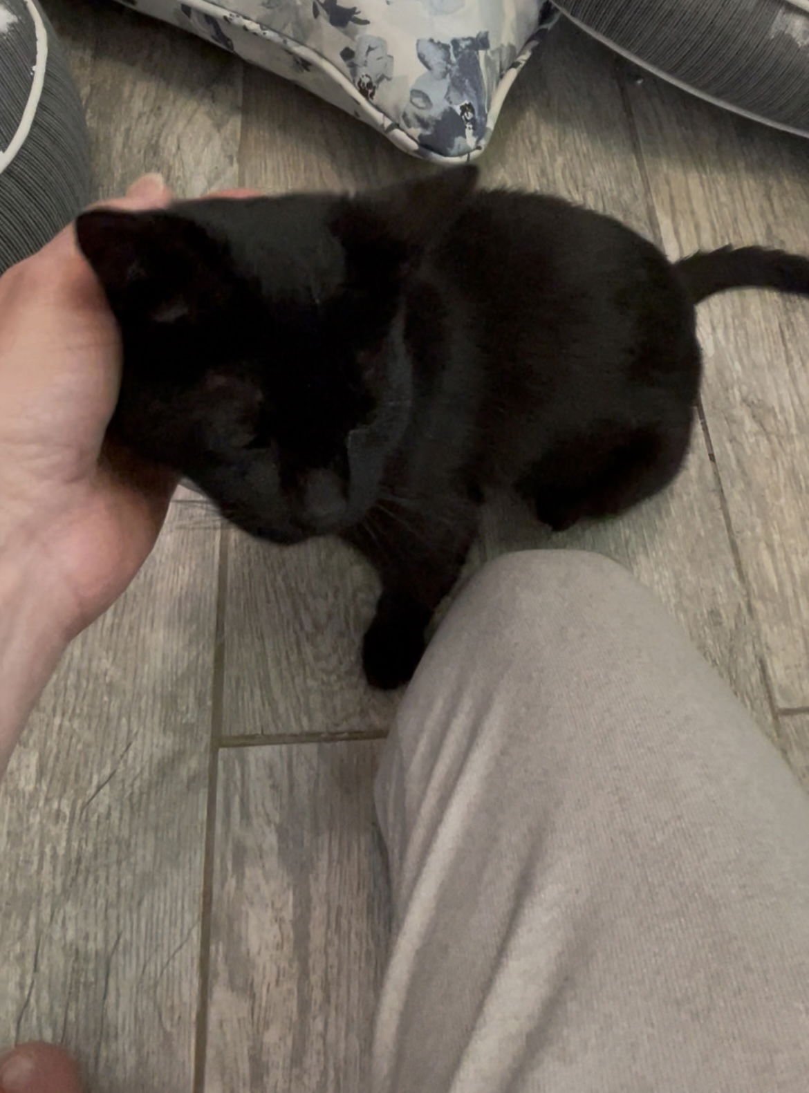 COURTESY LIST:  MOGLI - Domestic Short Hair available for adoption