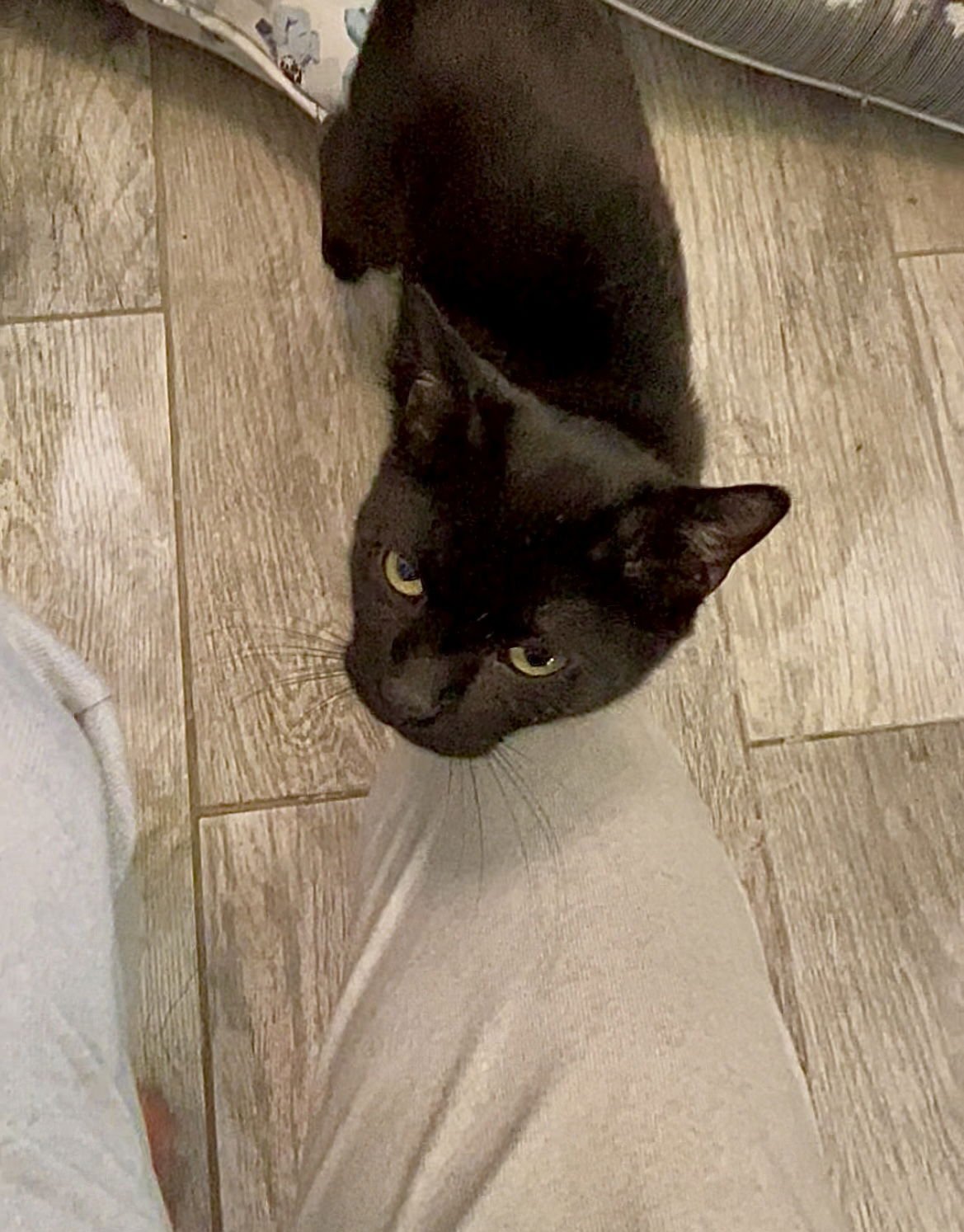 Courtesy List:  Mogli - Photo 3