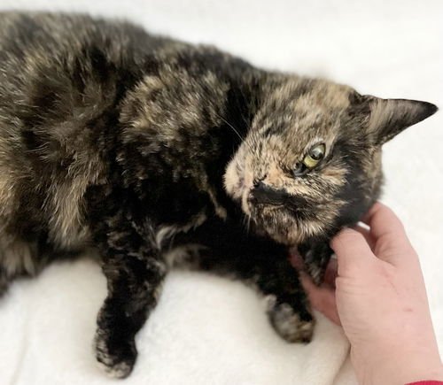 GINGER - Domestic Short Hair available for adoption