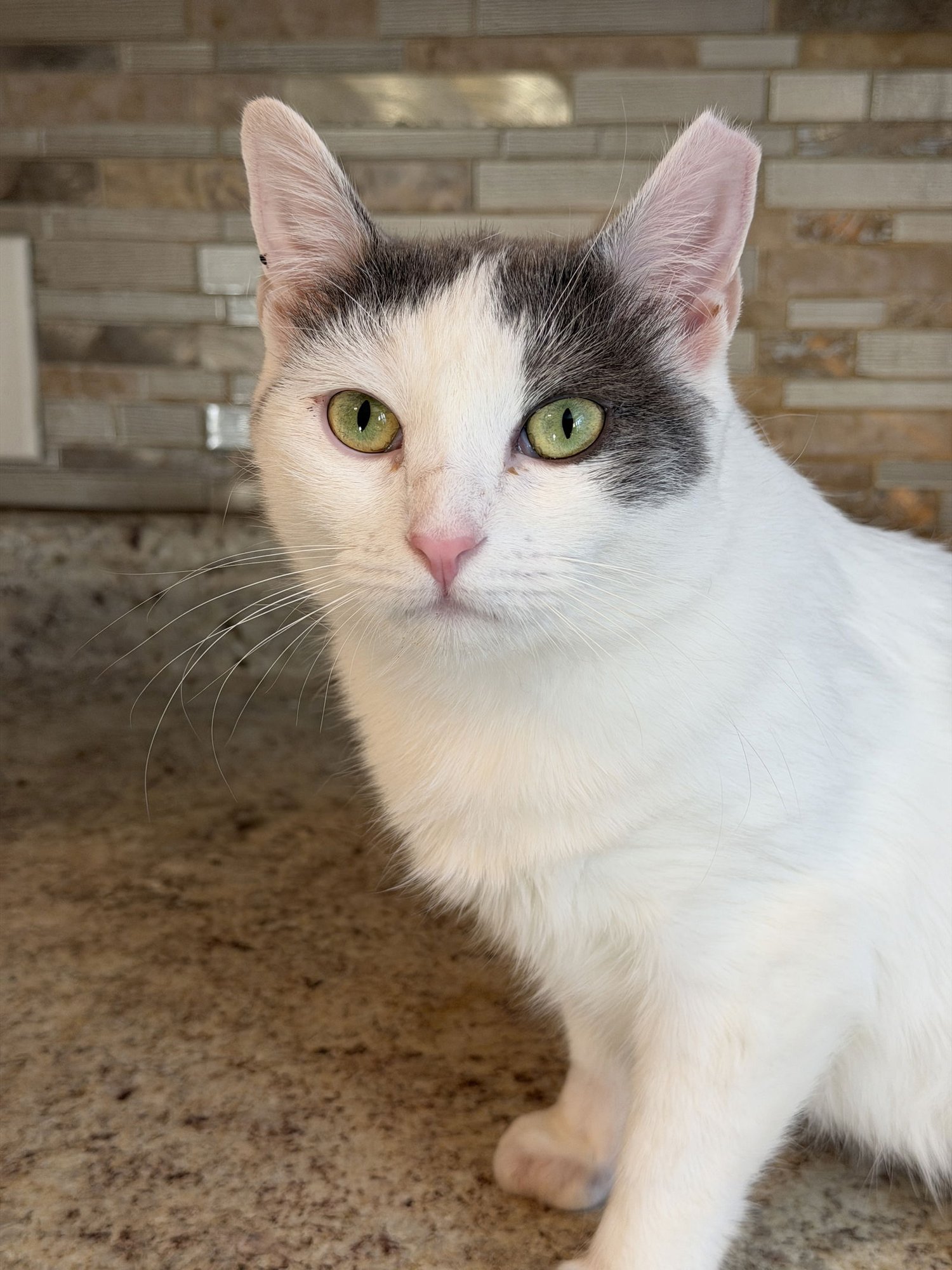 EMERALD - Domestic Short Hair available for adoption