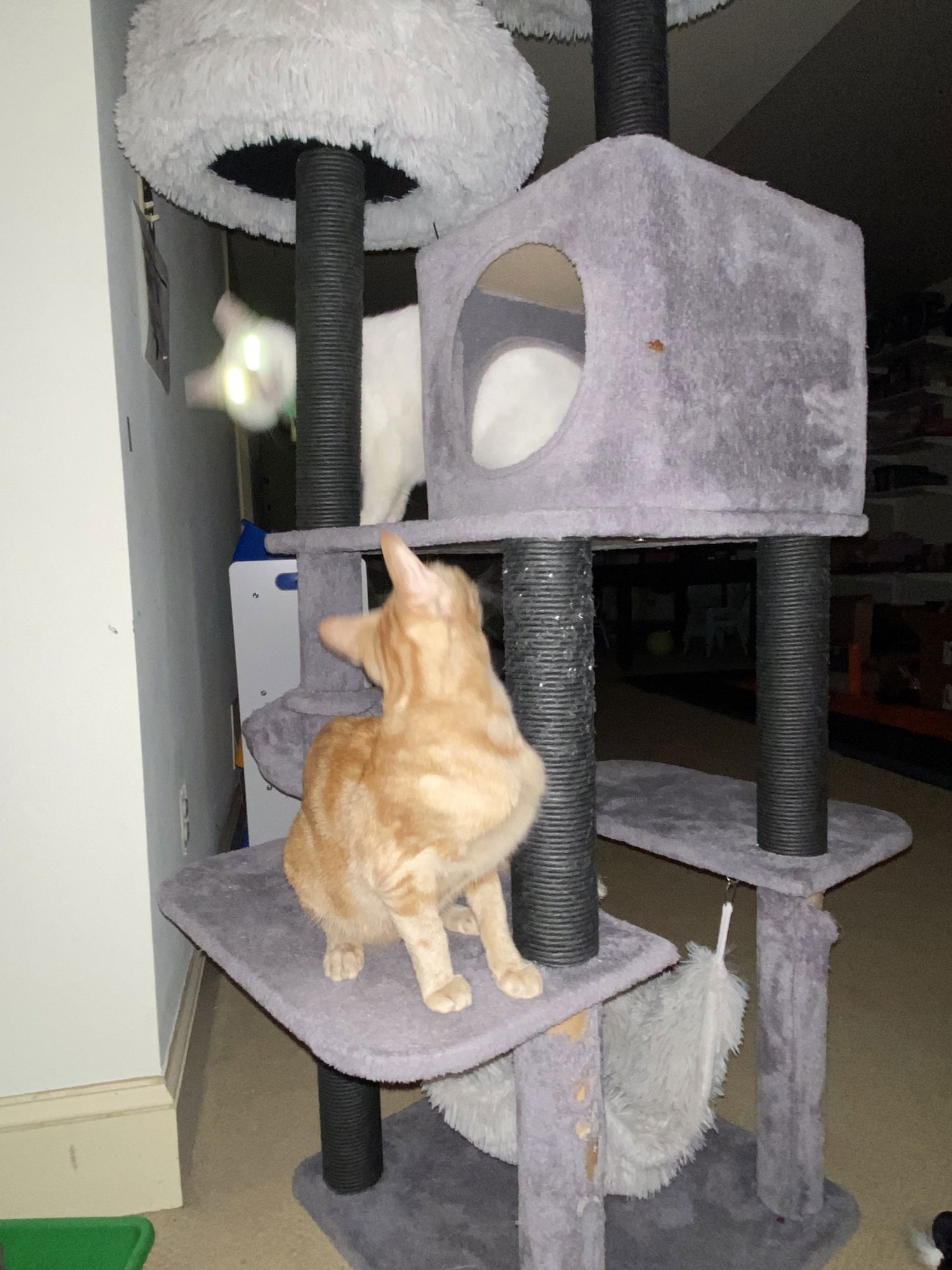 STELLA - Domestic Short Hair available for adoption