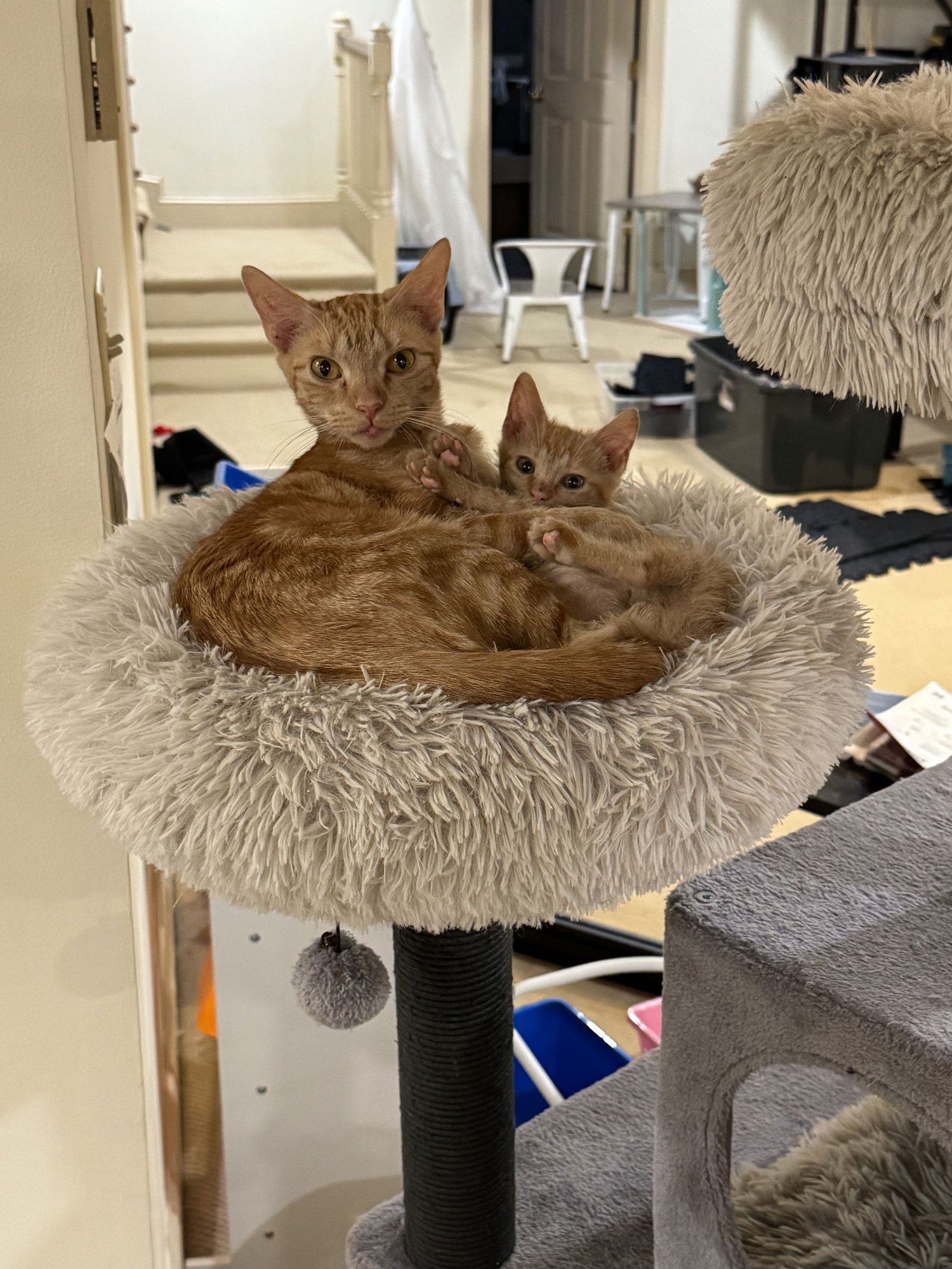 STELLA - Domestic Short Hair available for adoption