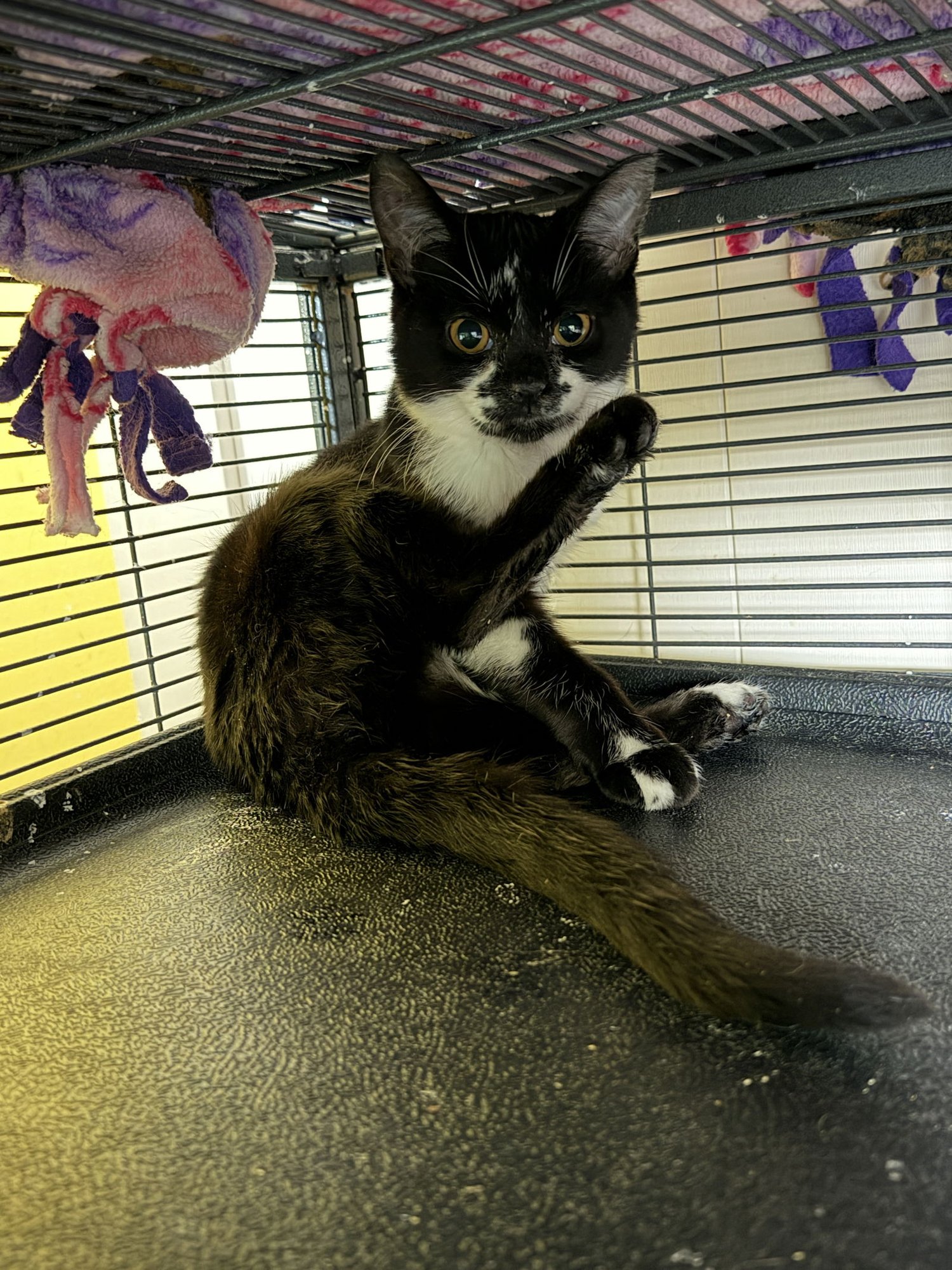 TAZI - Domestic Short Hair available for adoption