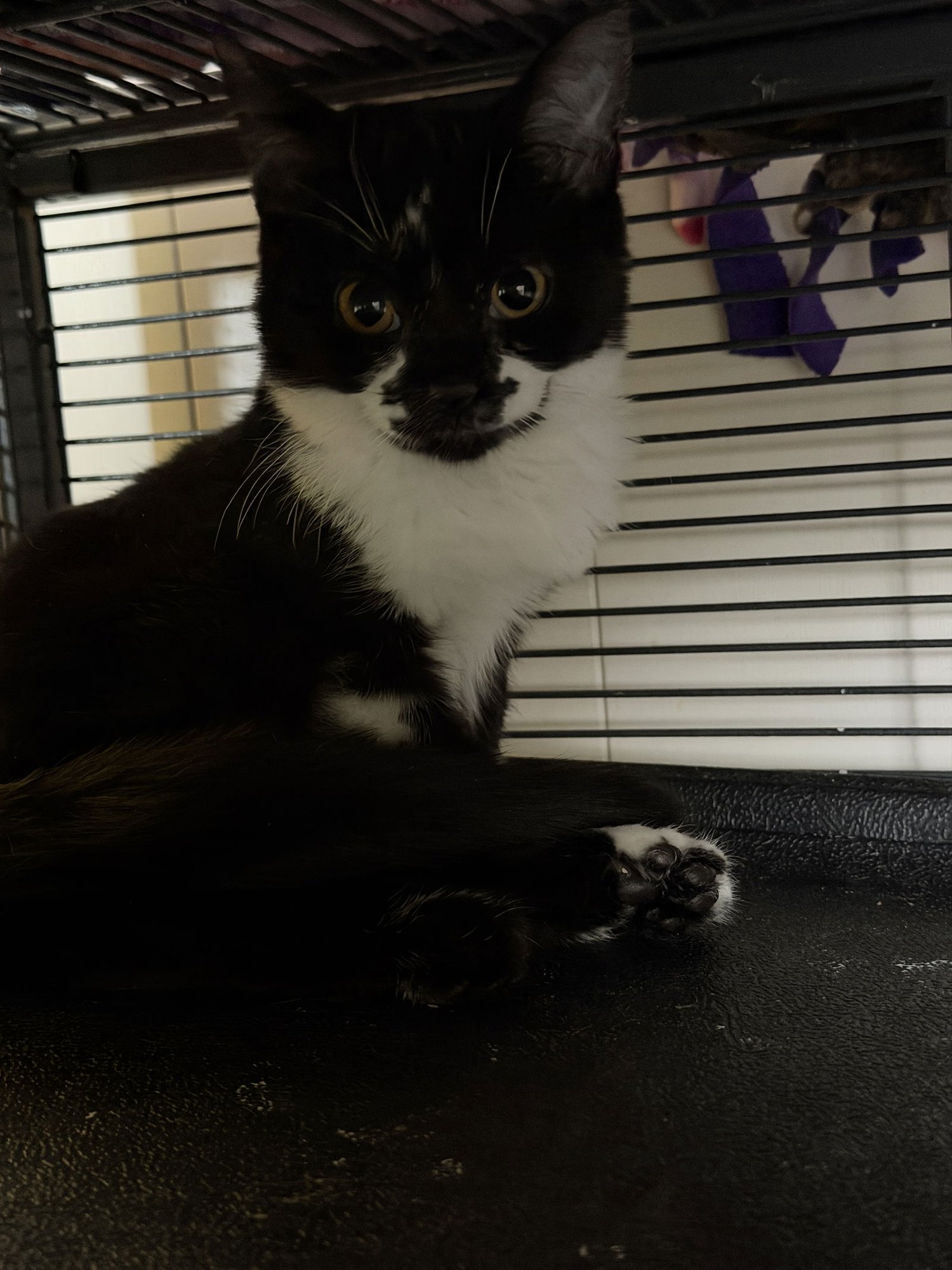 TAZI - Domestic Short Hair available for adoption