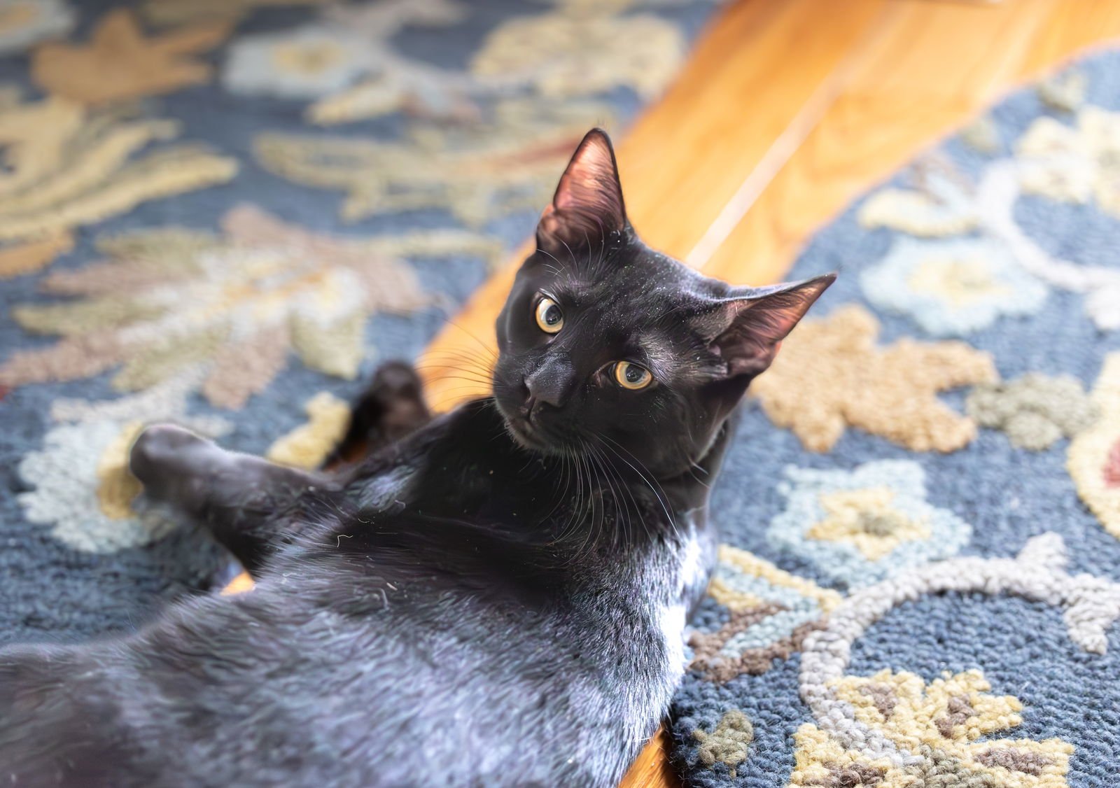 PLUM - Domestic Short Hair available for adoption