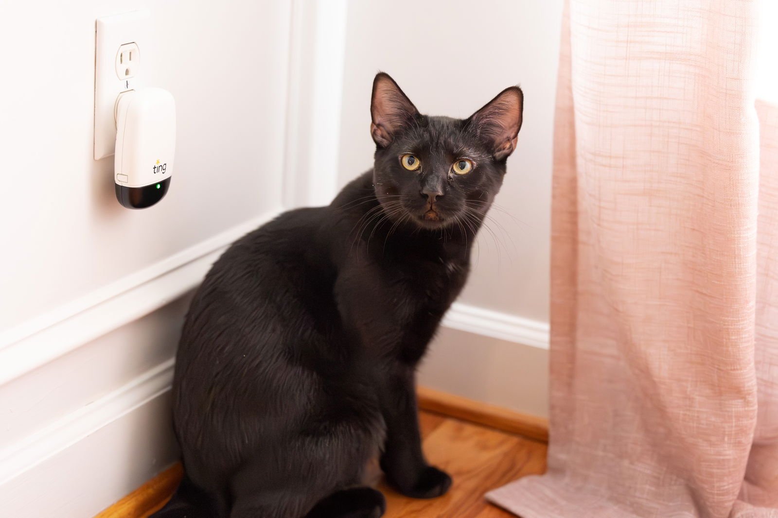 PLUM - Domestic Short Hair available for adoption