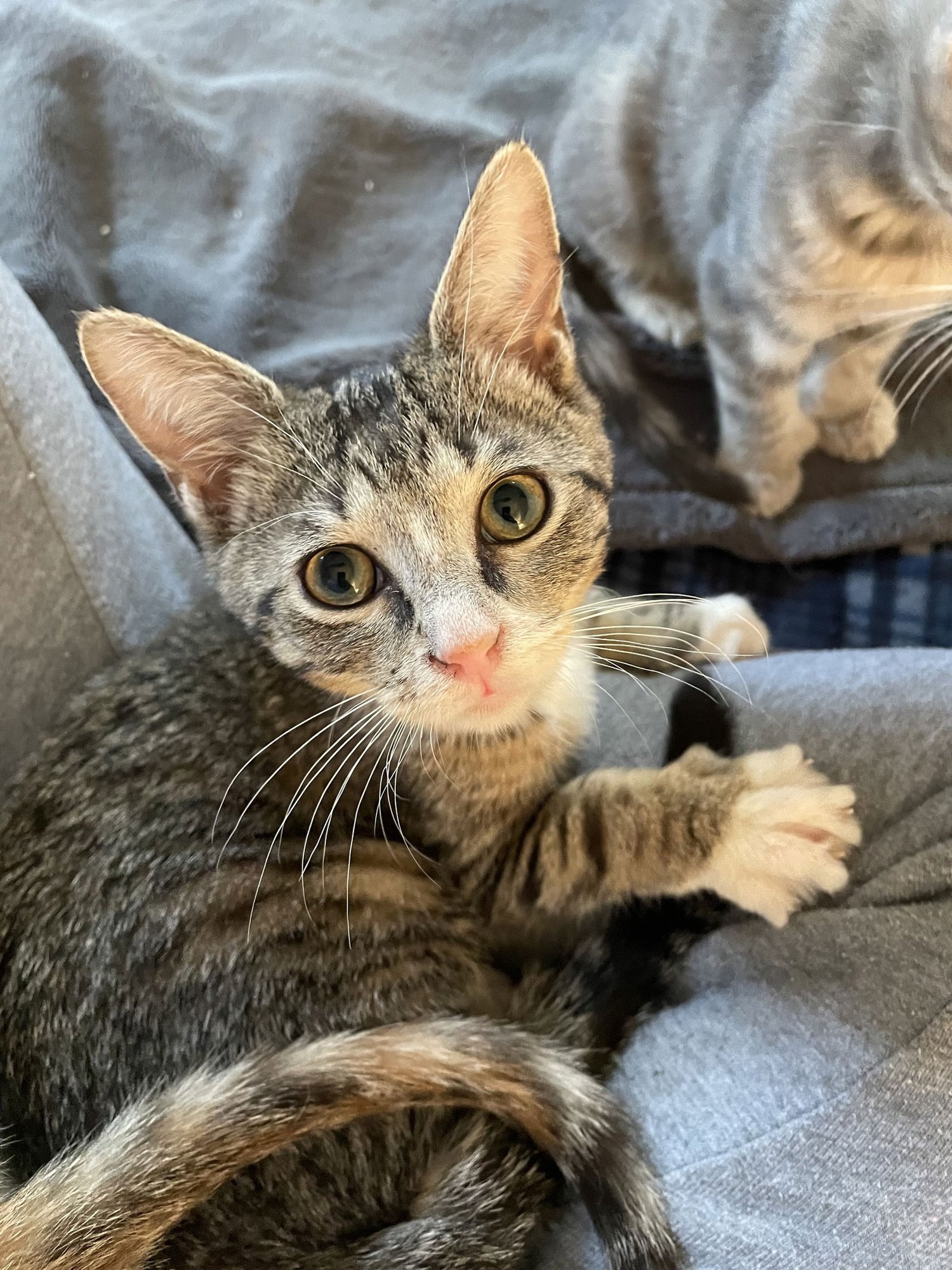 DIAMOND - Domestic Short Hair available for adoption