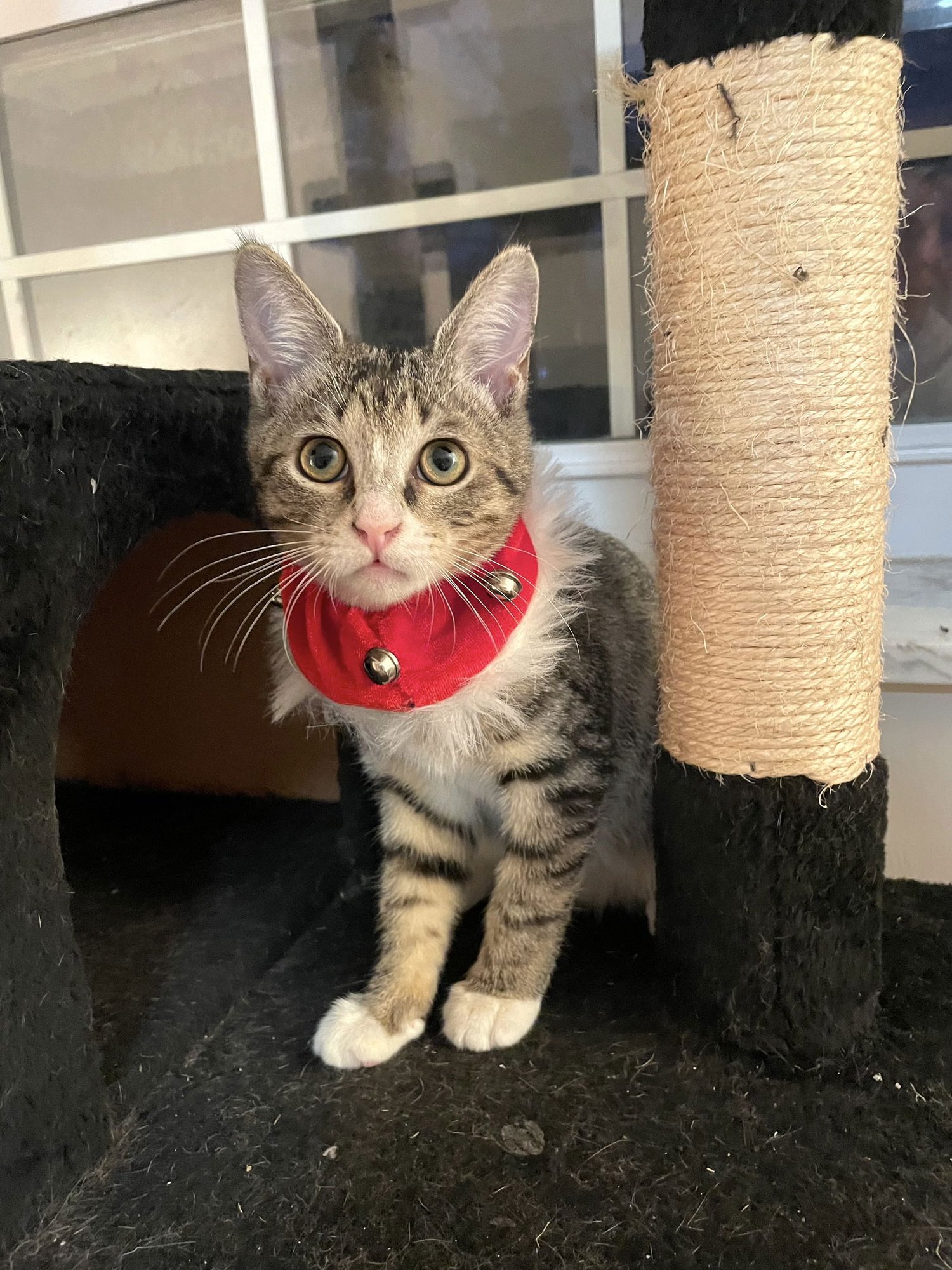 DIAMOND - Domestic Short Hair available for adoption