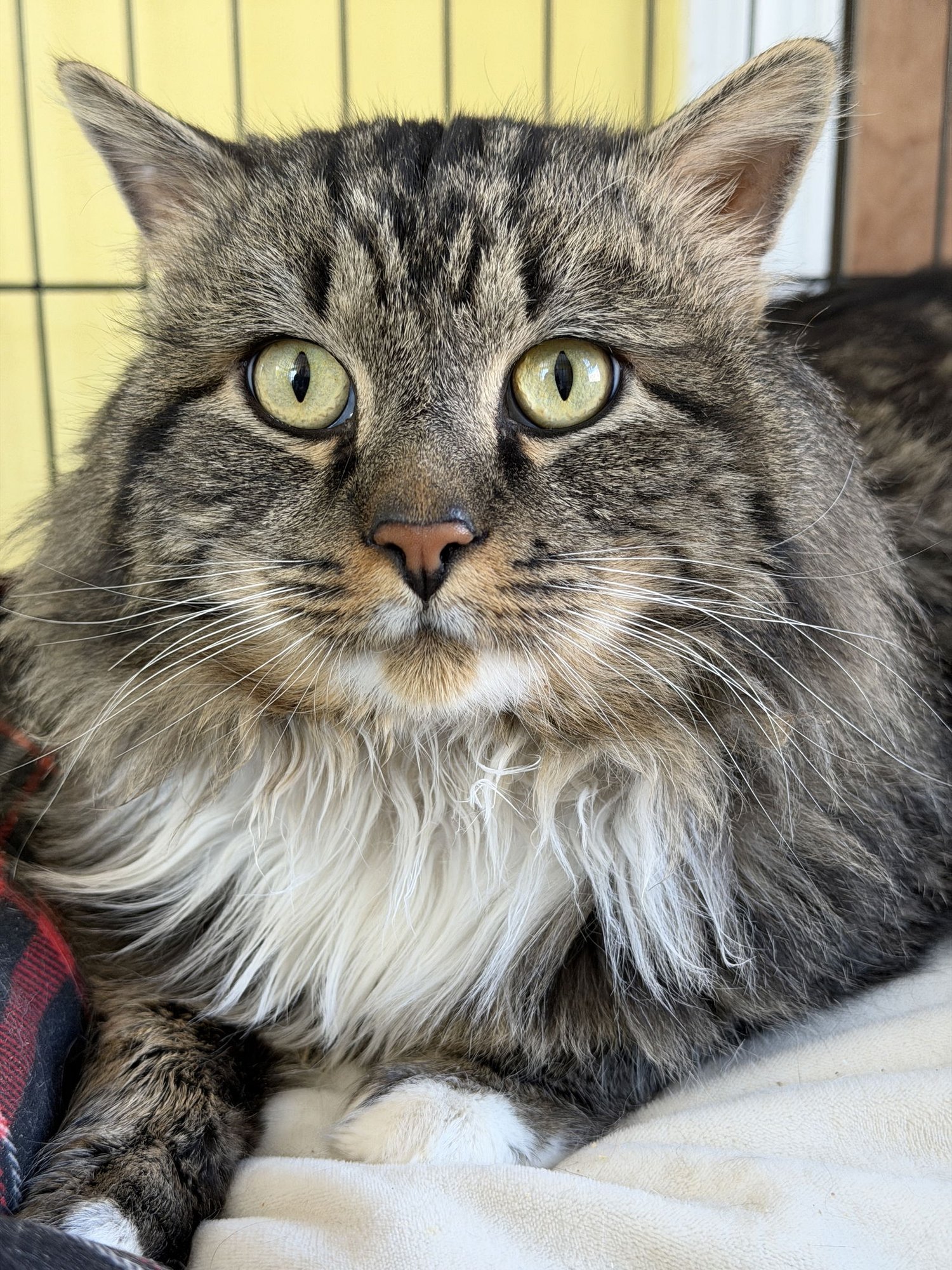 TRAVELER - Domestic Long Hair available for adoption