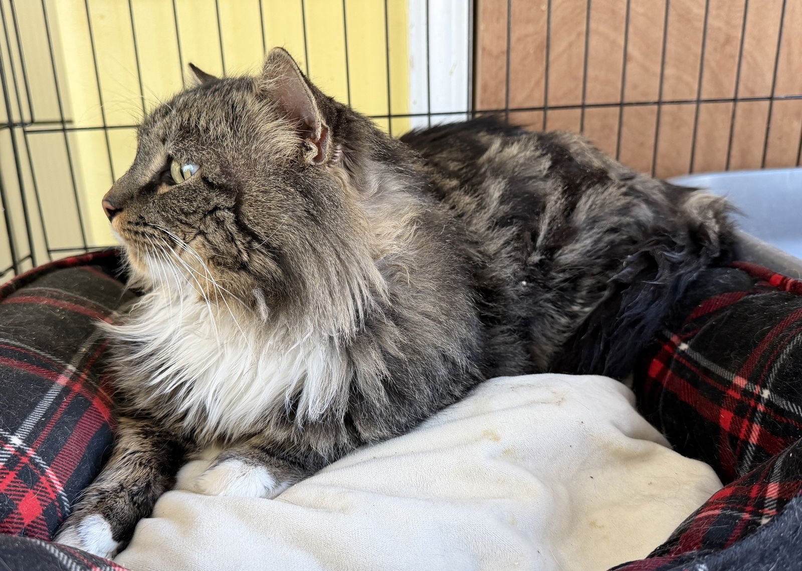 TRAVELER - Domestic Long Hair available for adoption