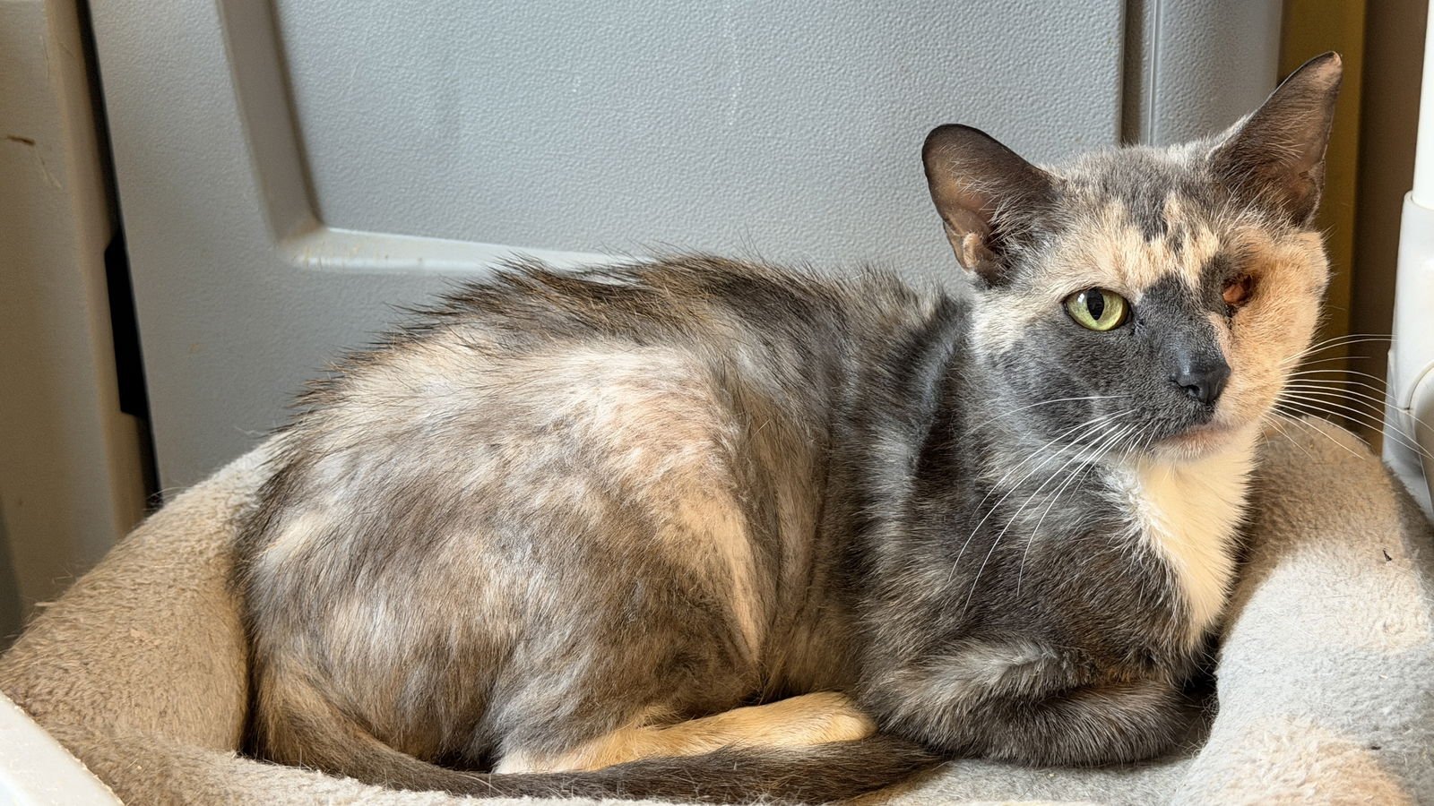 WINTER - Domestic Short Hair available for adoption