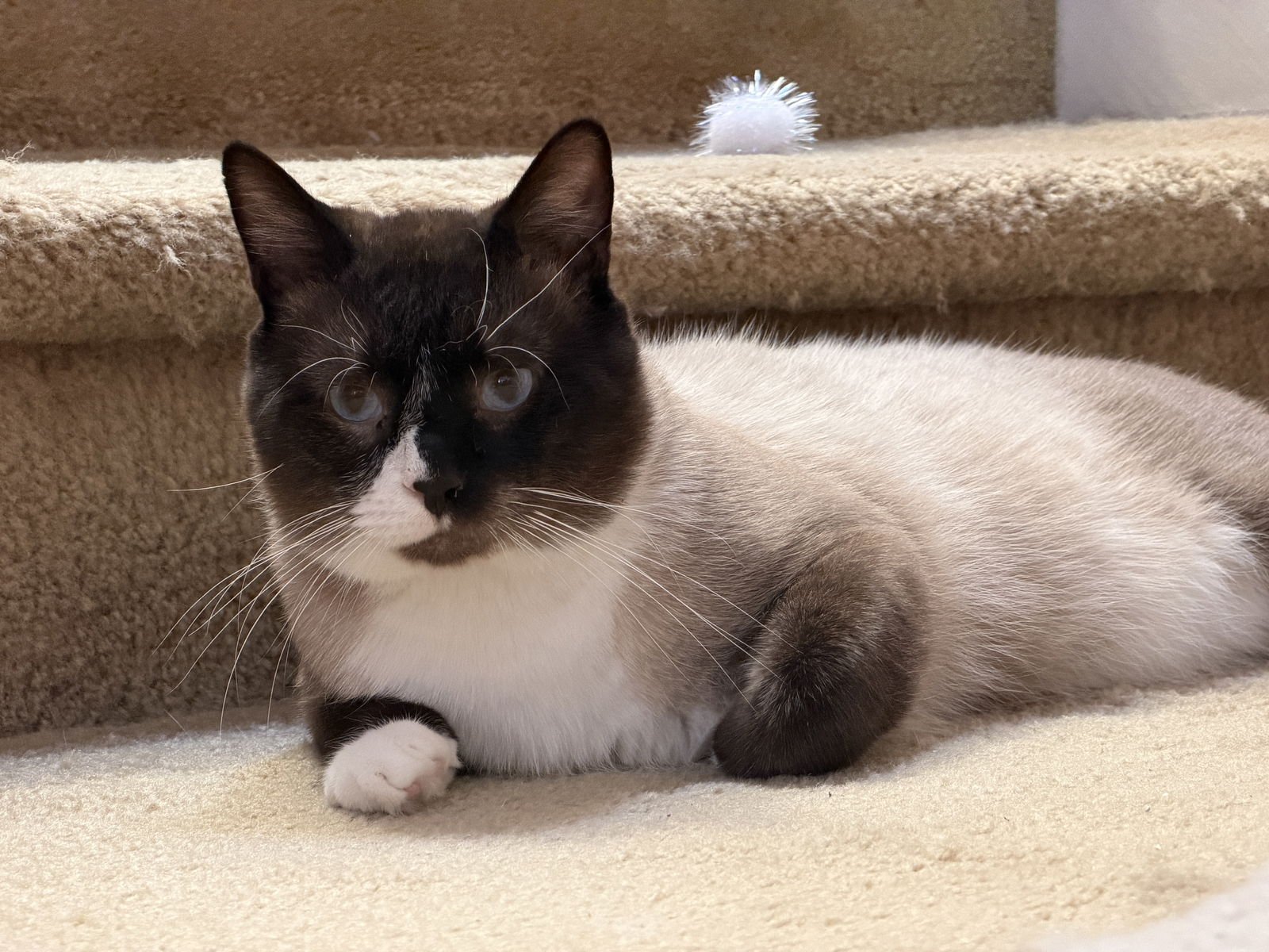 BASIL - Domestic Short Hair available for adoption