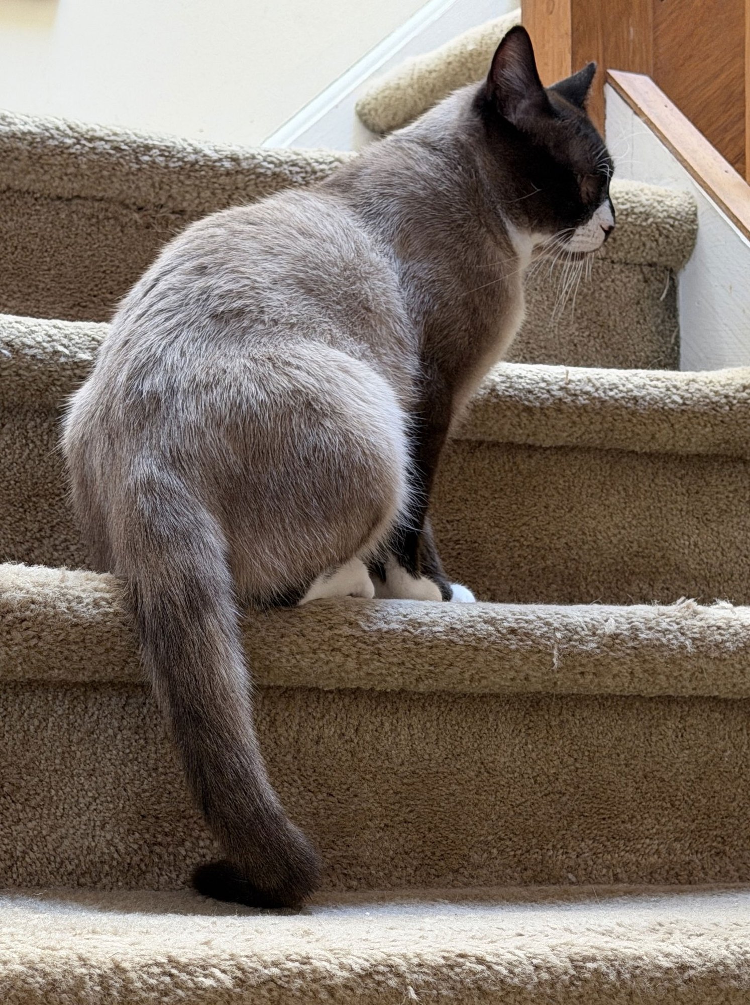 BASIL - Domestic Short Hair available for adoption