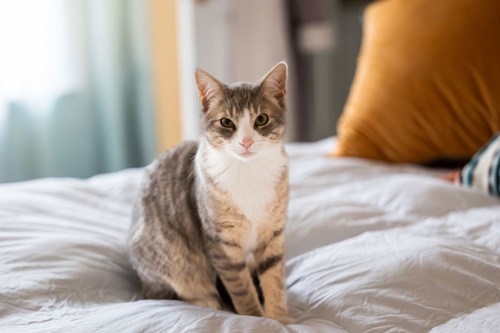 WONTON - Domestic Short Hair available for adoption