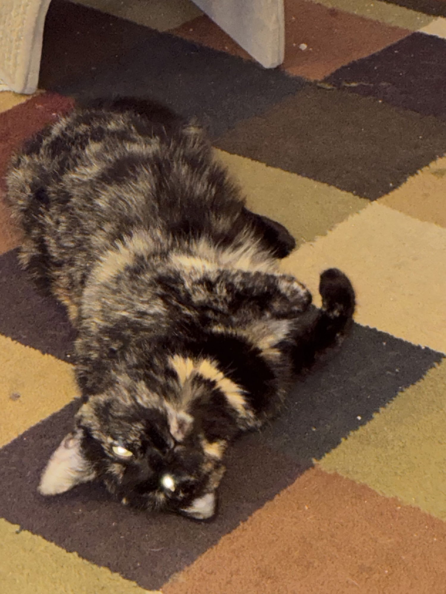 SCRUNCHIE - Domestic Short Hair available for adoption