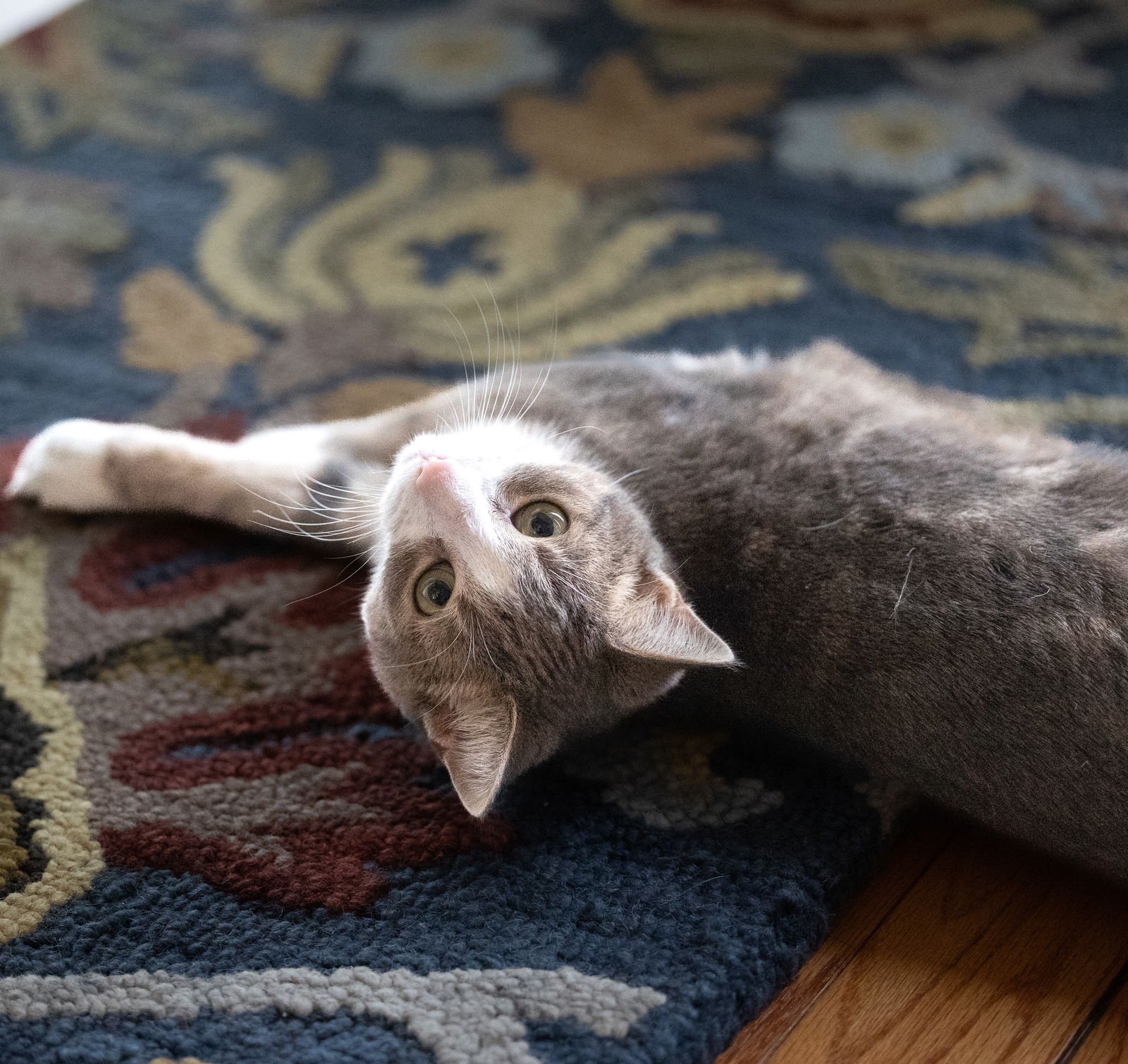 DUMPLING - Domestic Short Hair available for adoption