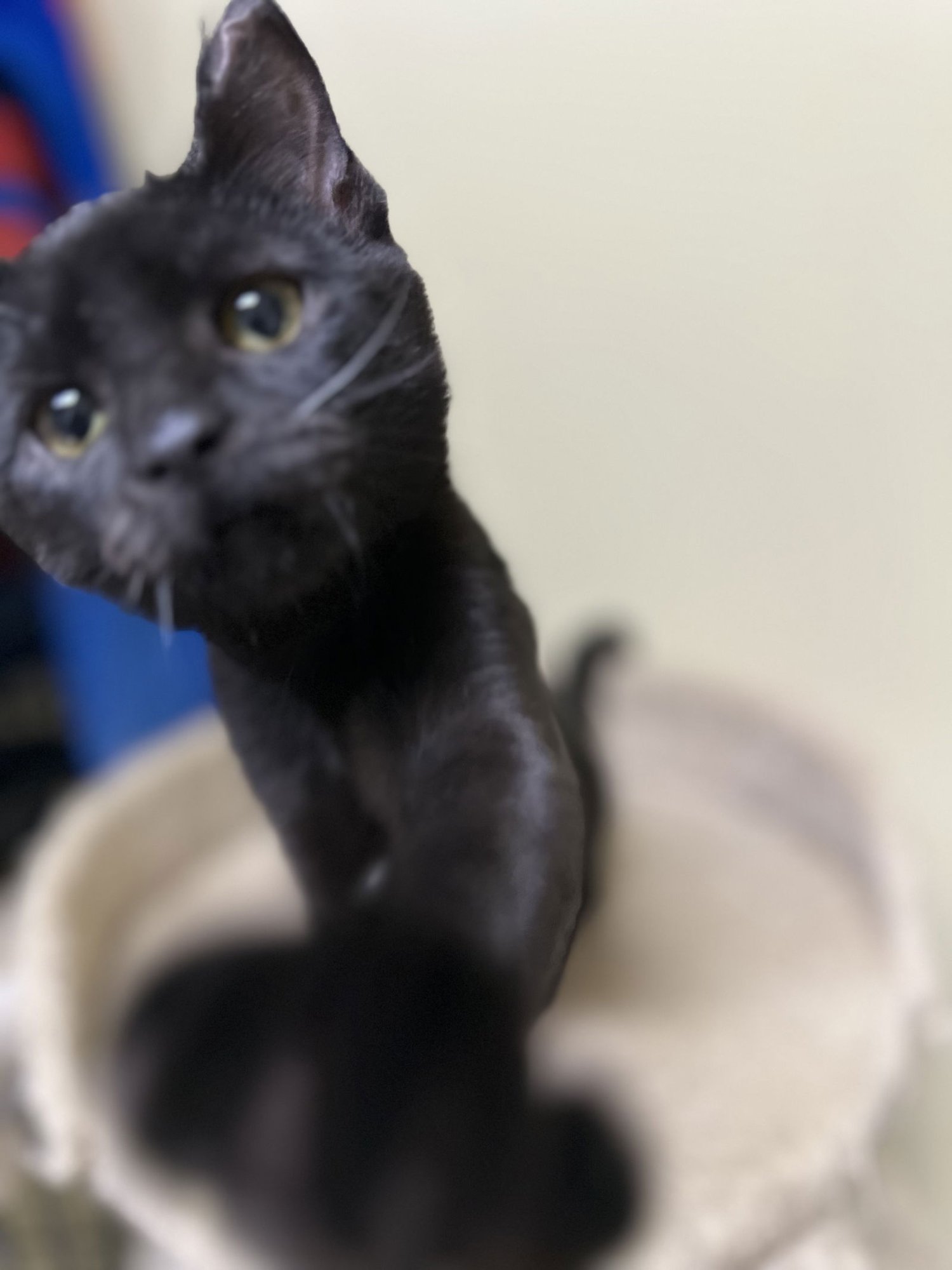 OREO - Domestic Short Hair available for adoption