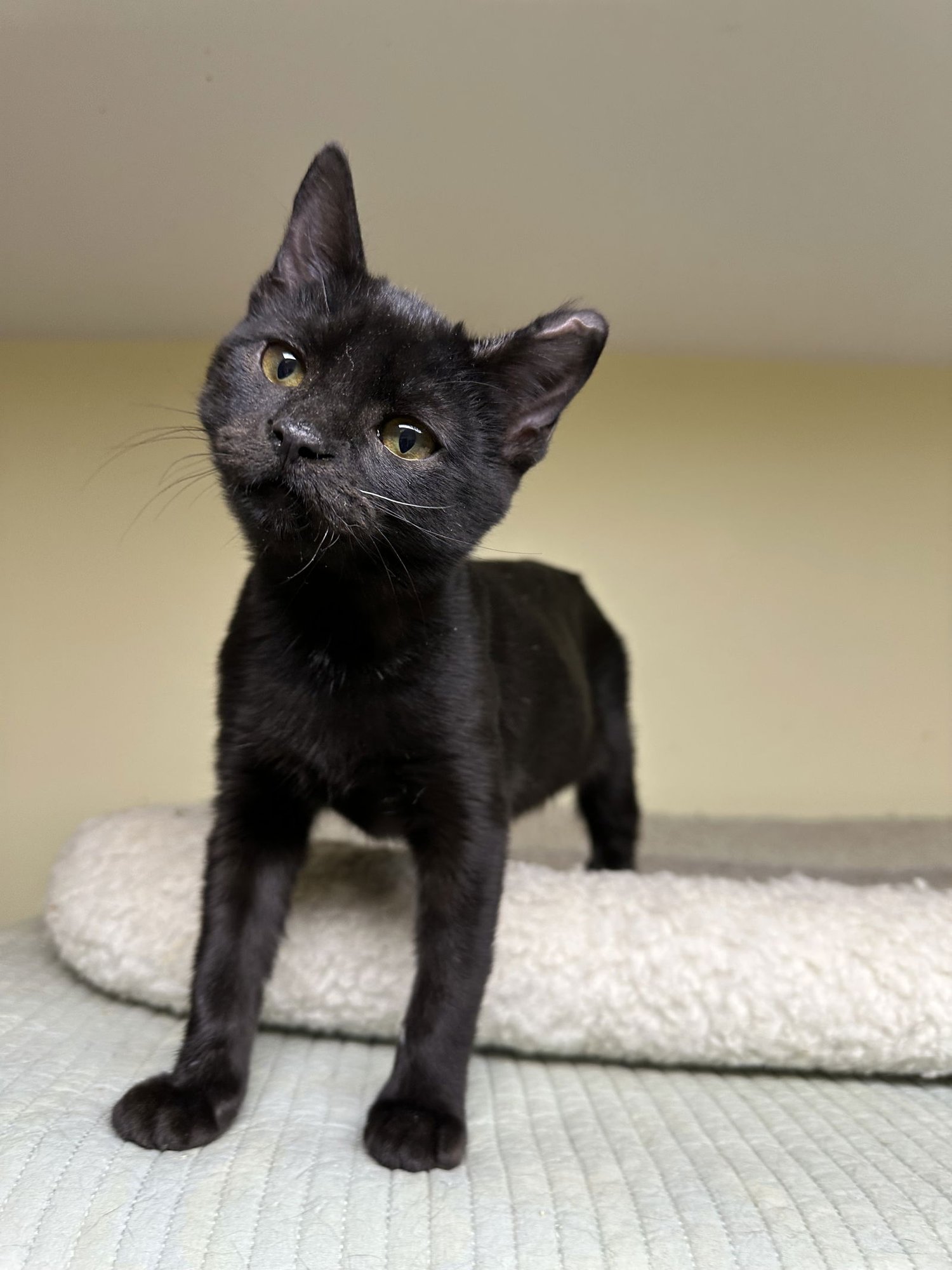 OREO - Domestic Short Hair available for adoption