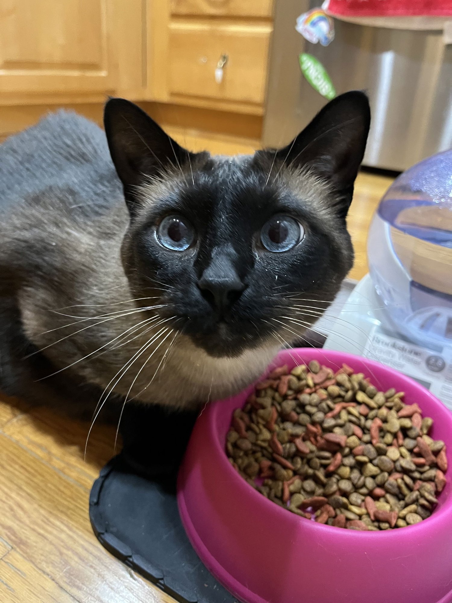 BIG MILO - Siamese available for adoption