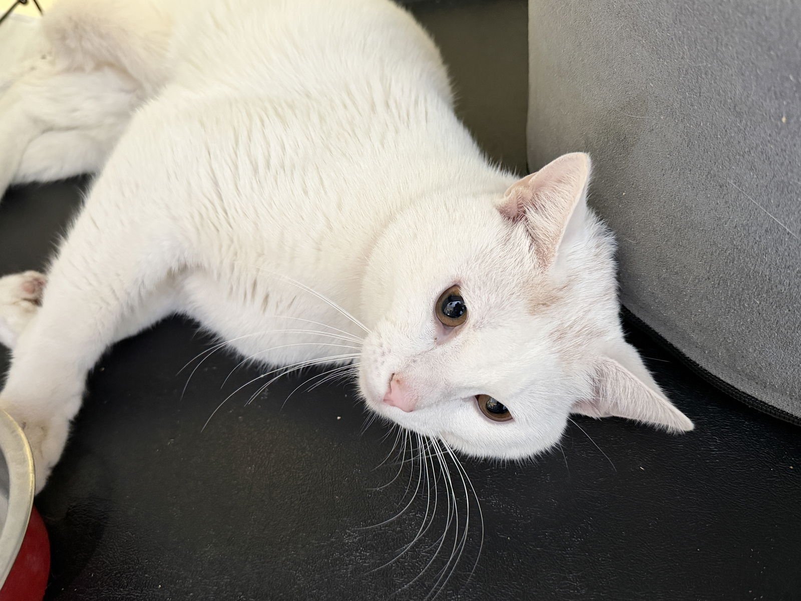 DEWEY - Domestic Short Hair available for adoption