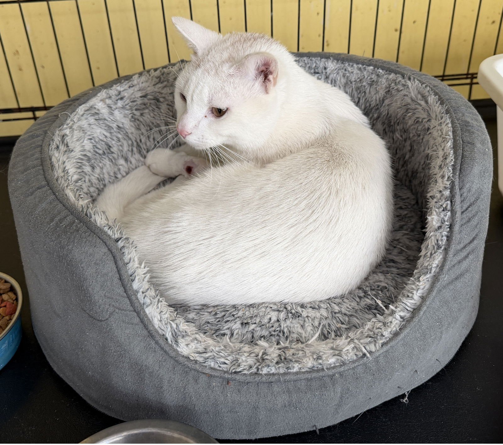 DEWEY - Domestic Short Hair available for adoption