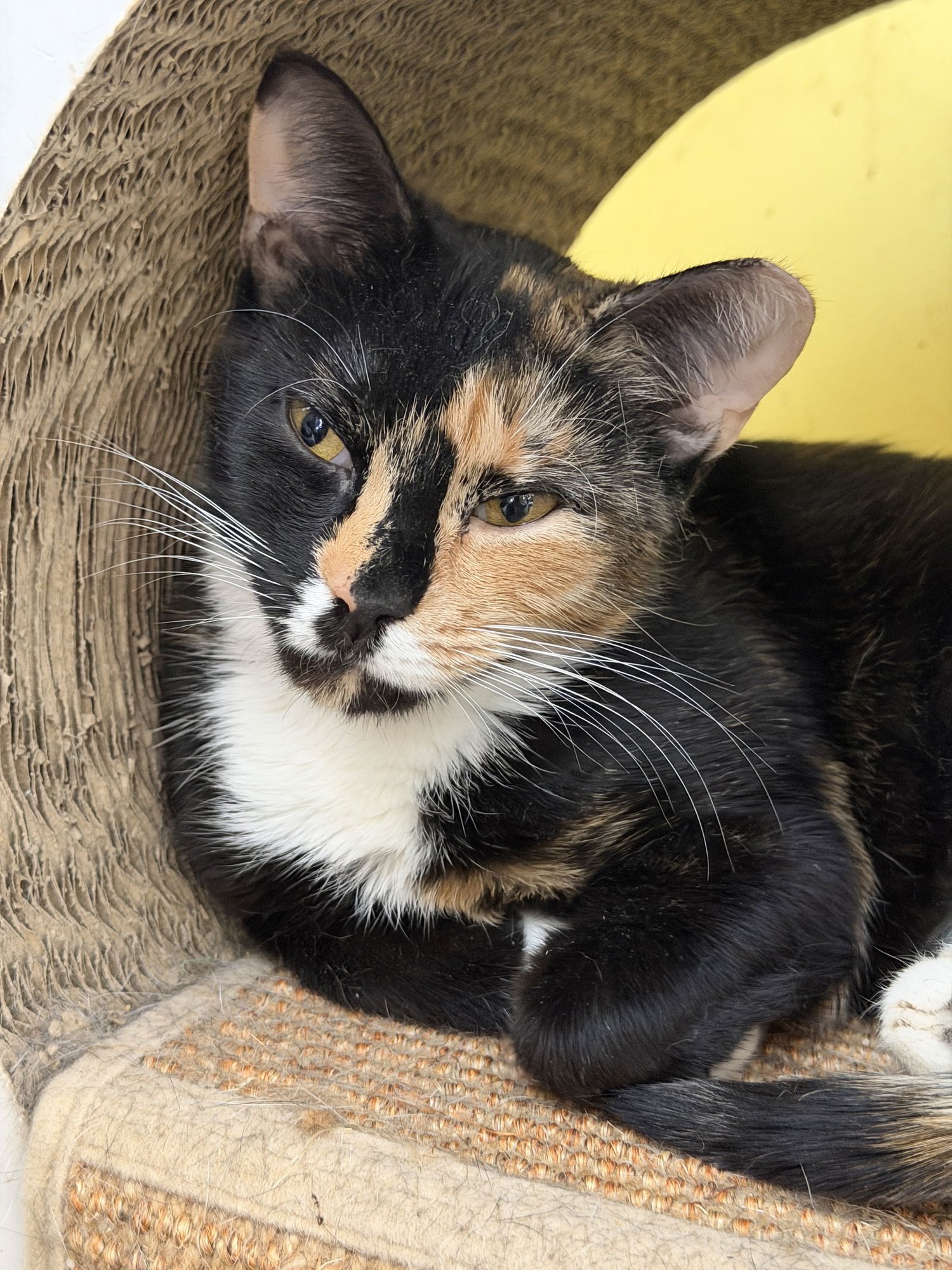 SUGAR COOKIE - Domestic Short Hair available for adoption