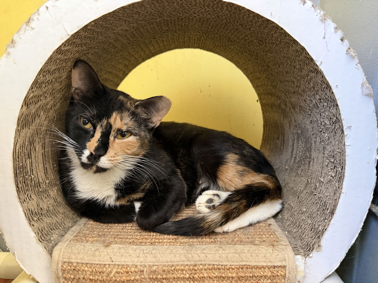 SUGAR COOKIE - Domestic Short Hair available for adoption