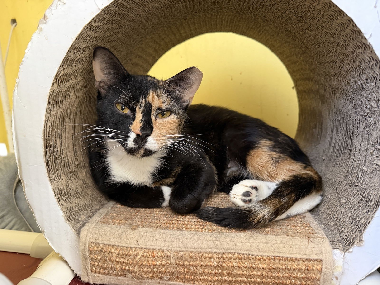 Sugar Cookie - Photo 3