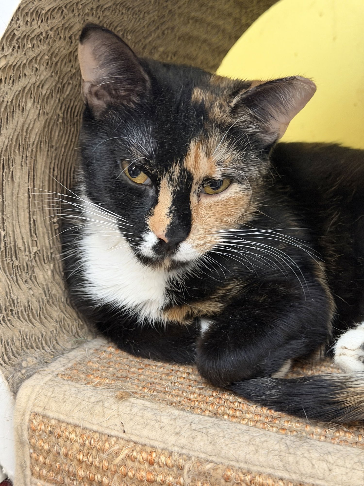 Sugar Cookie - Photo 4