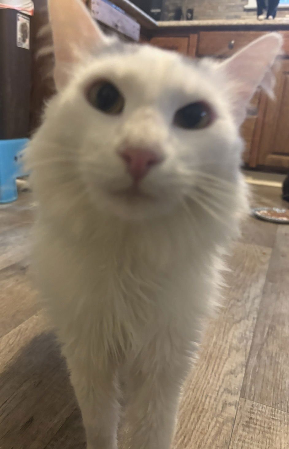 ASPEN - Domestic Long Hair available for adoption