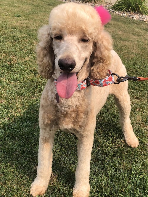 LANA - Poodle (Standard) for adoption in Sioux Falls