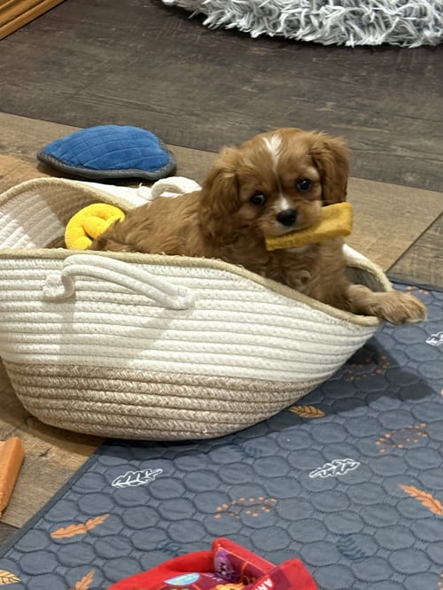 CHARLIE BROWN - Cavalier King Charles Spaniel for adoption in Sioux Falls